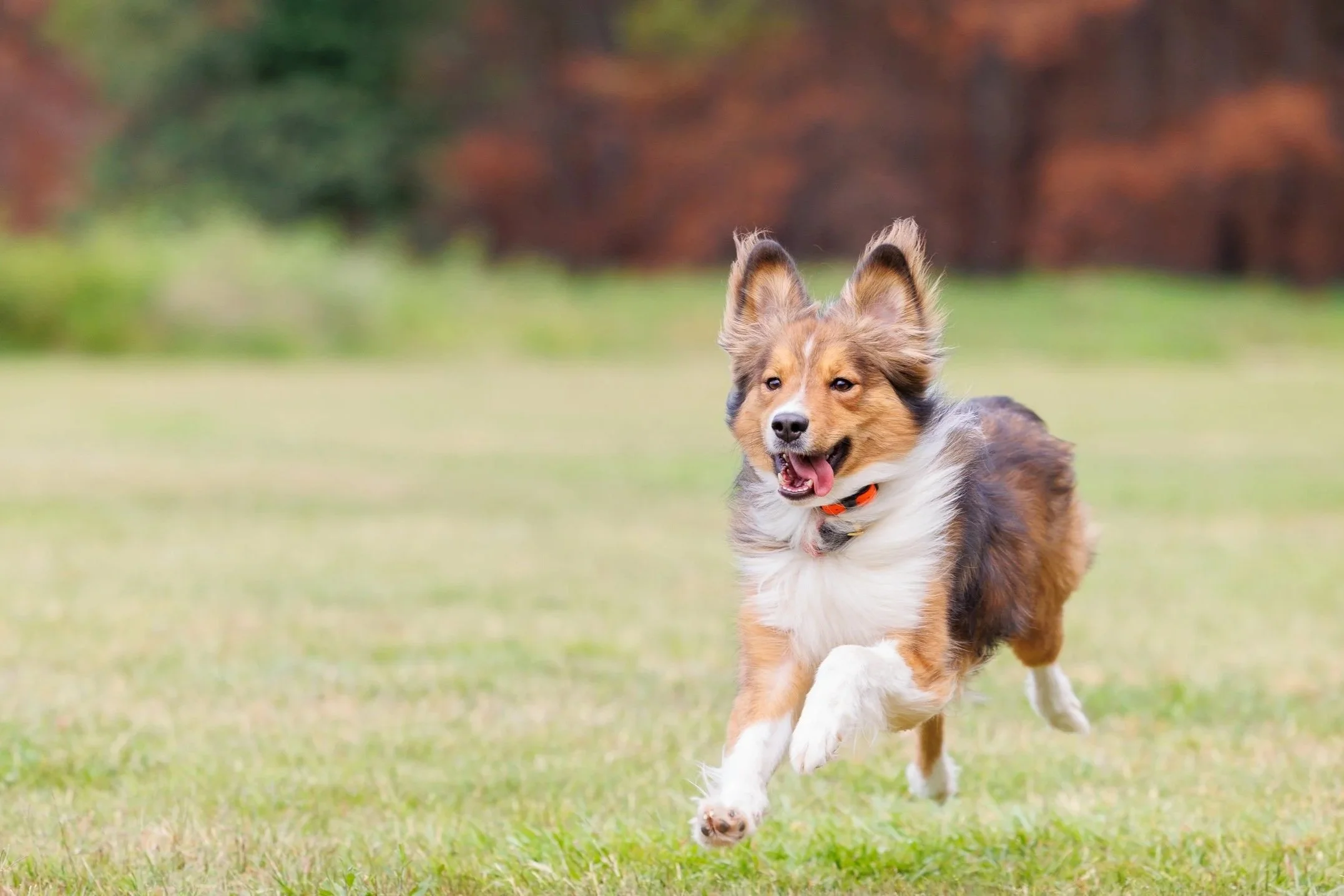 A playful, tri-colored Australian Shepherd dog running on a grassy field with a blurred background of trees with autumn leaves.