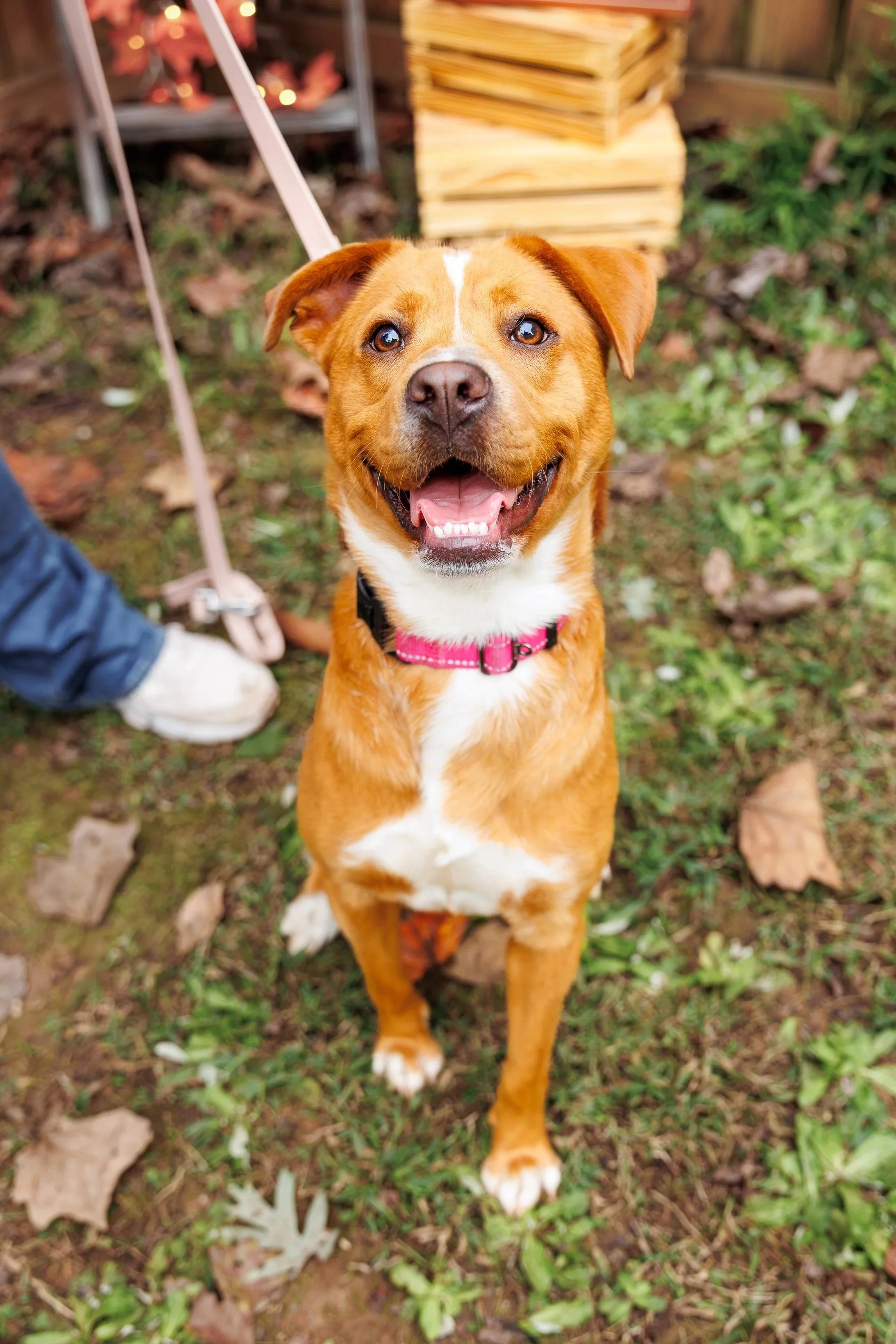 A happy brown and white dog with a pink collar, standing on grass with fallen leaves, looking up at the camera.