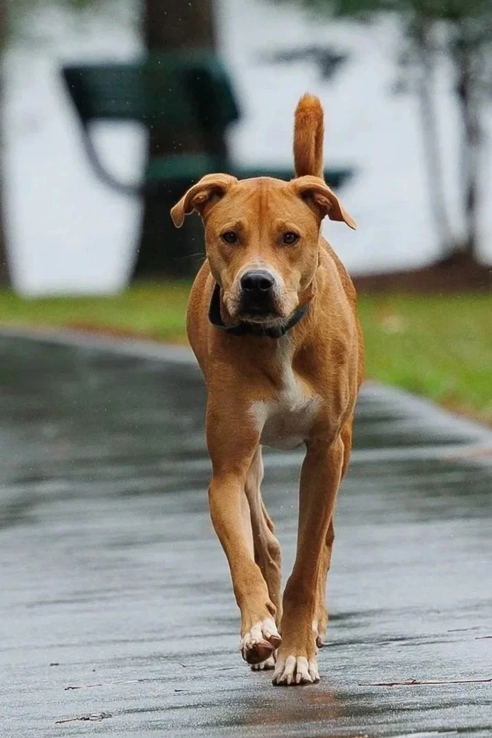 A brown dog walking on a wet sidewalk in an outdoor park.