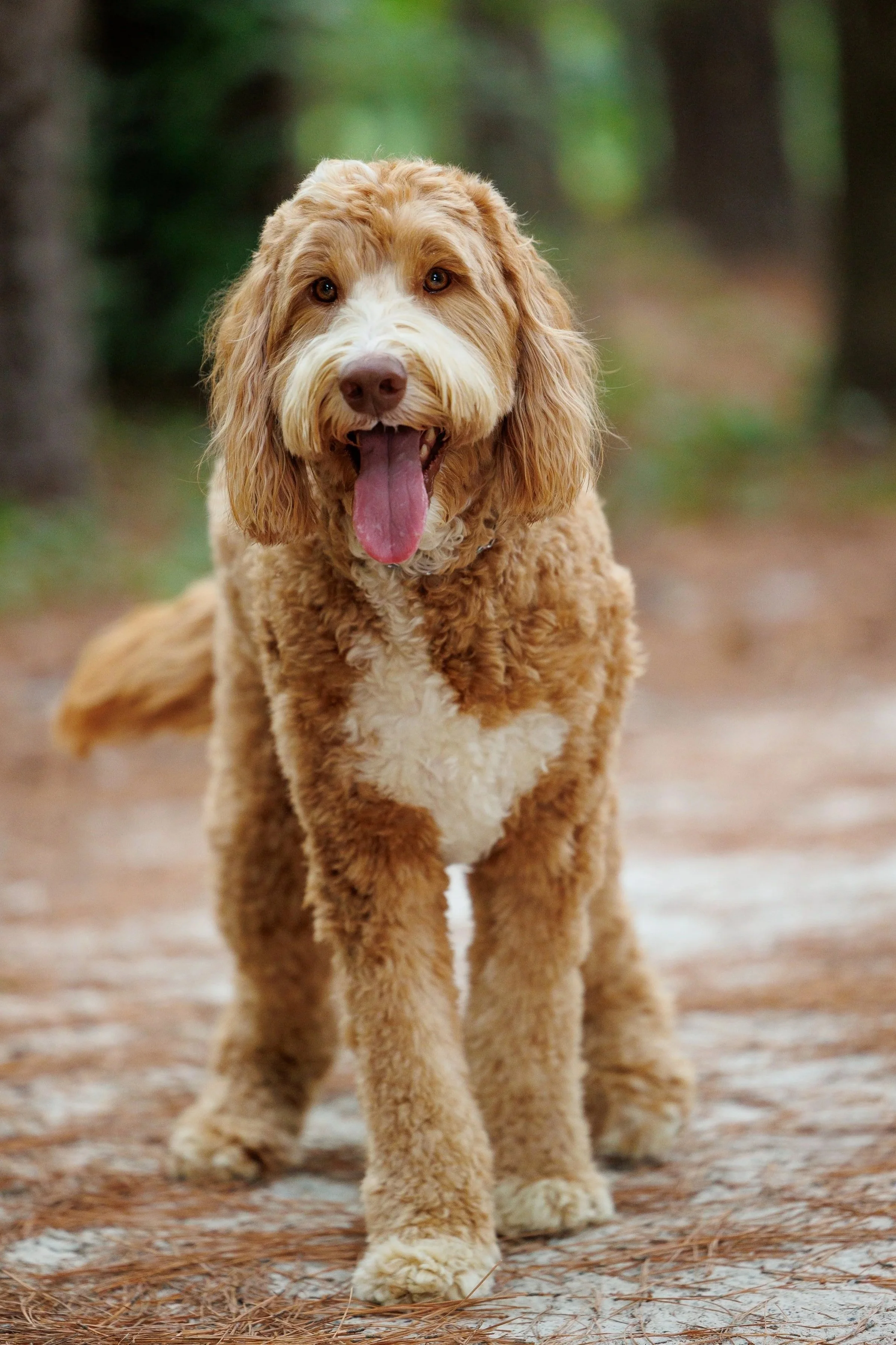 A happy brown and white dog walking on a wooded trail with pine needles on the ground.