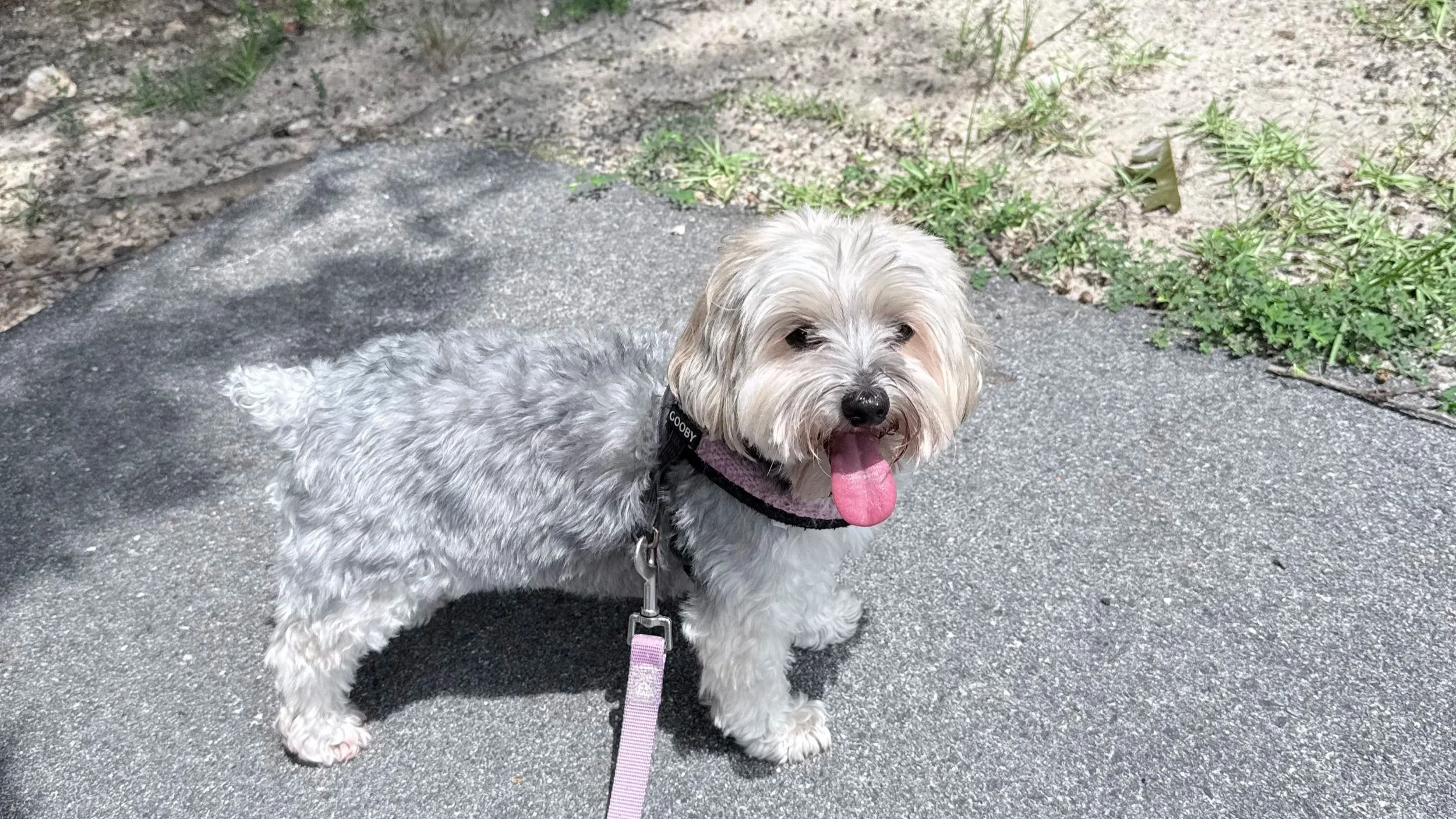 Back to Busy: Helping Your Pet Adjust to a New Fall Routine