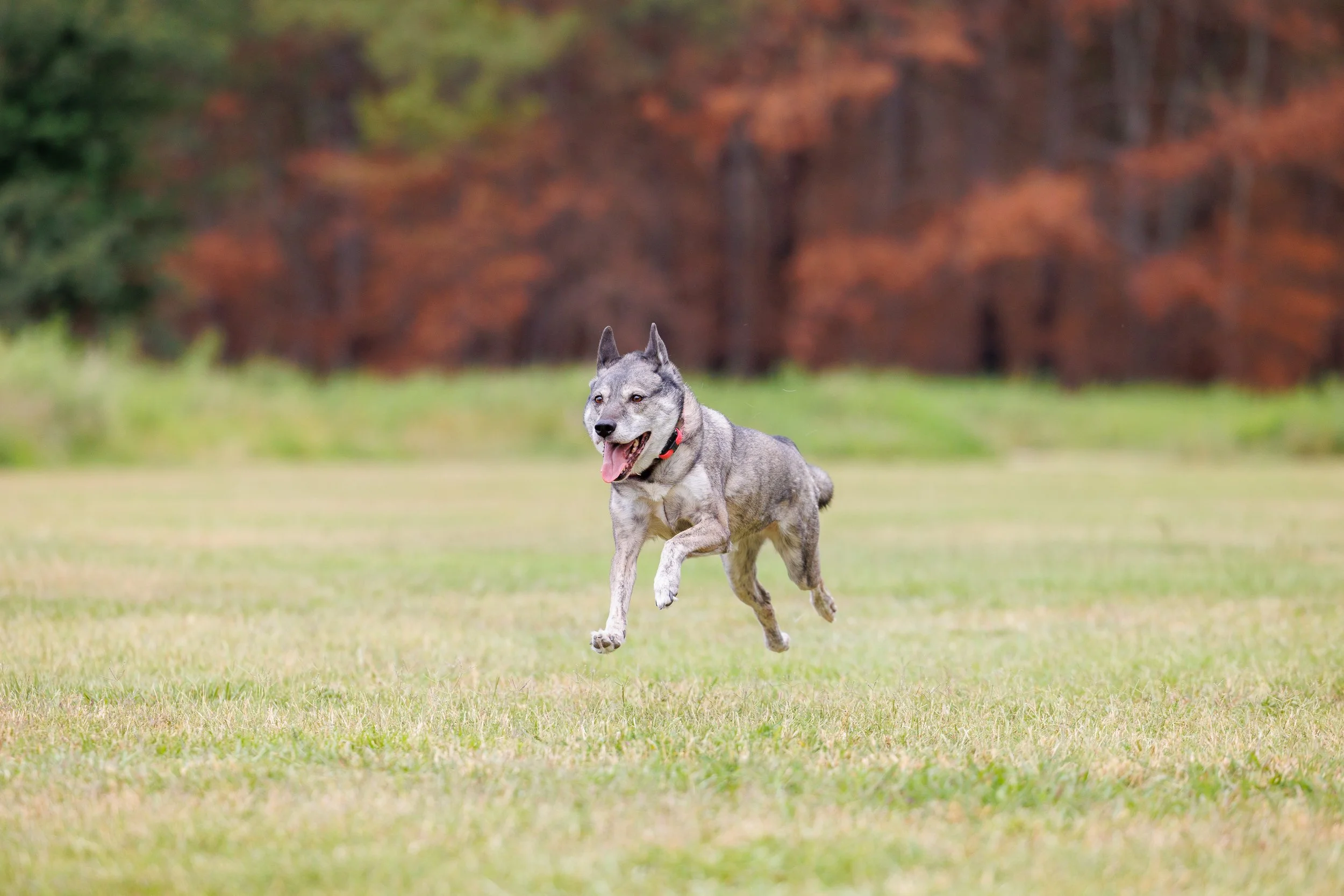 A gray and white dog running on a grassy field with a blurred background of trees with autumn-colored leaves.