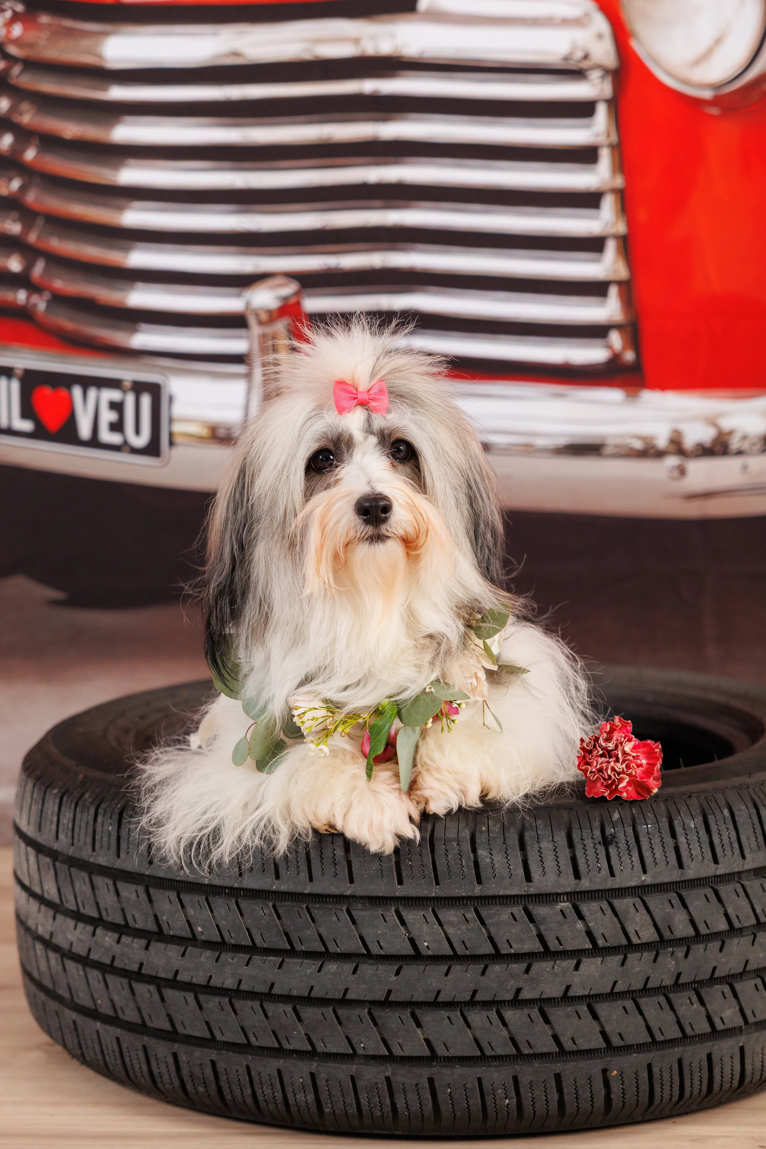 A small dog with long, fluffy white and gray fur, wearing a pink bow on its head, sitting on a tire with a red flower nearby. In the background, there is a vintage red car with a license plate that reads 'I ❤️ VEU'.