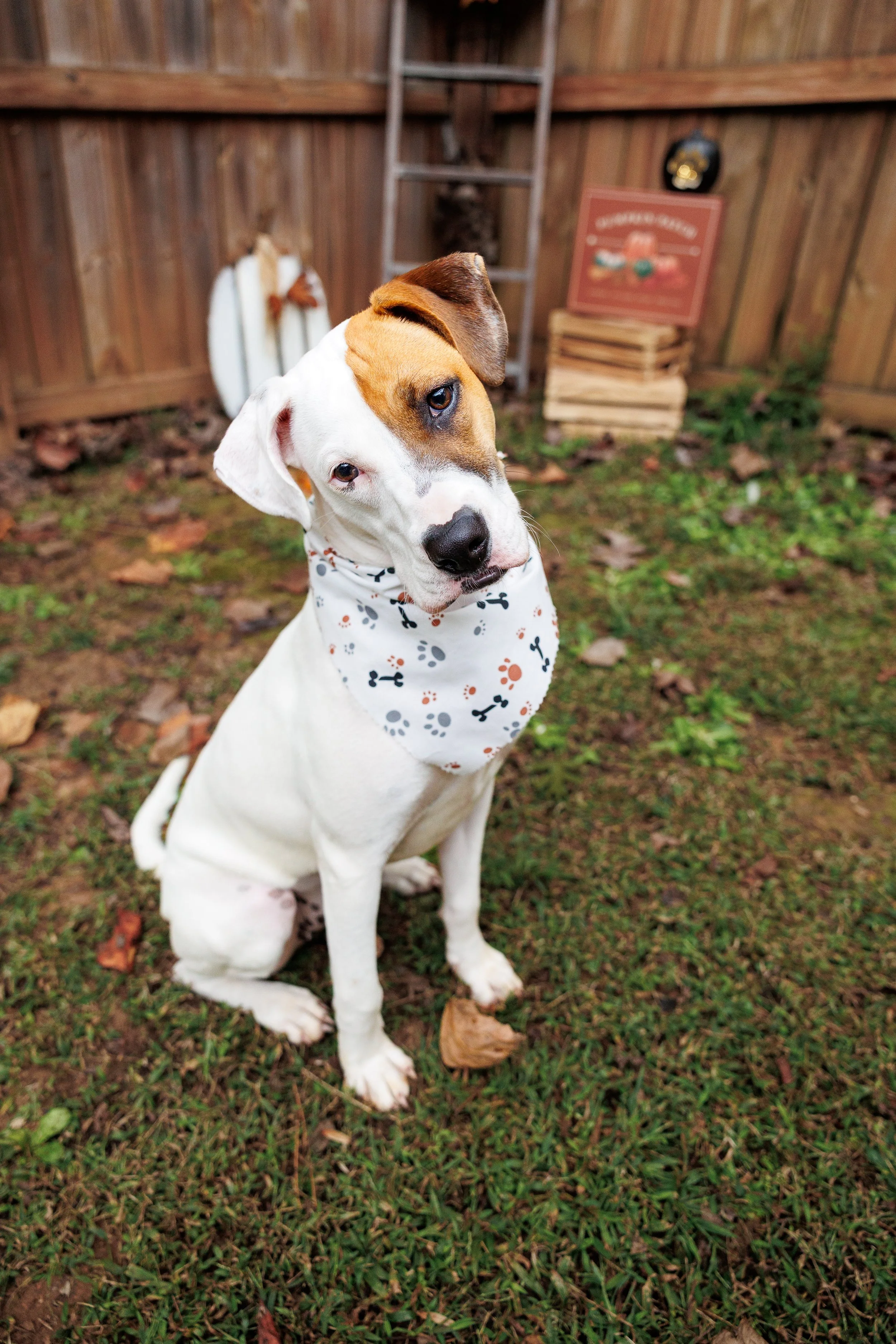 A white dog with brown patches on its face, wearing a bandana with black and orange paw prints, sitting on grass with some scattered leaves, in front of a wooden fence, with a ladder and a sign in the background.