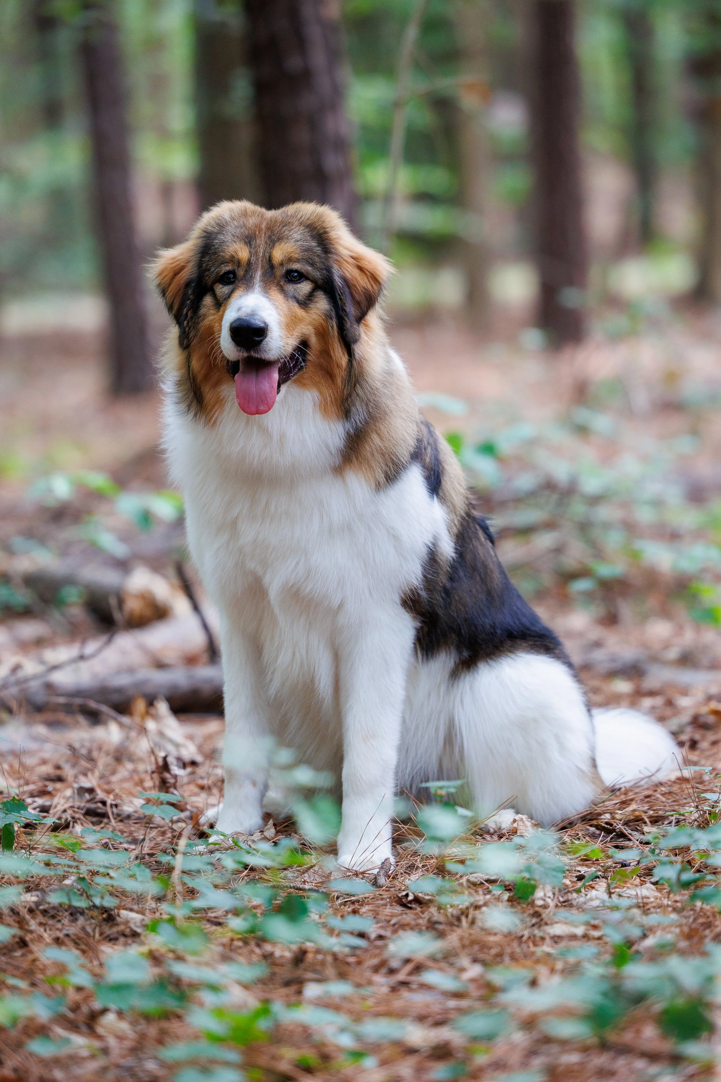 A friendly Australian Shepherd puppy sitting on the forest floor with pine needles, surrounded by trees and green foliage.