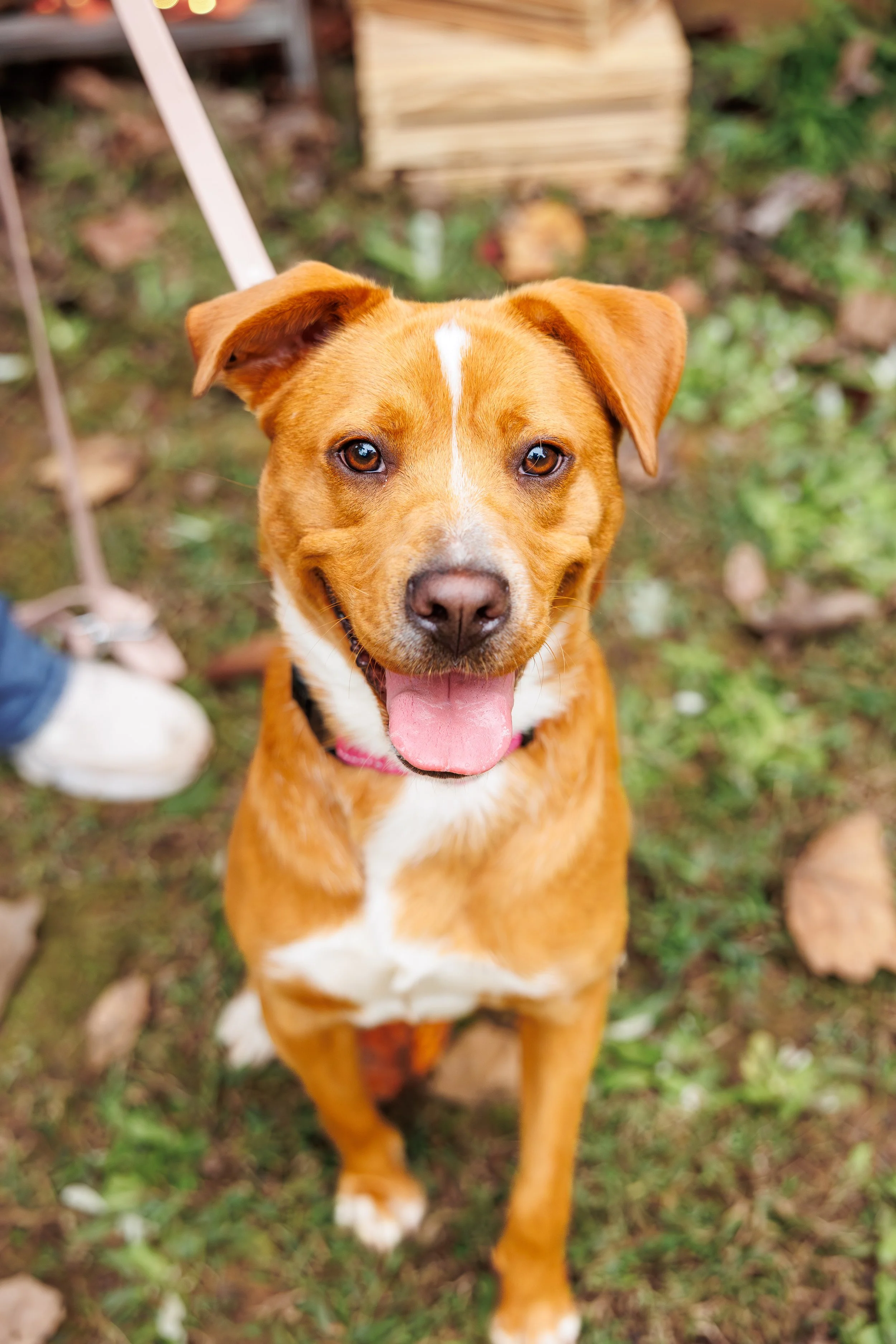 A brown and white dog with a happy expression, tongue out, looking up at the camera in an outdoor setting with grass and fallen leaves.