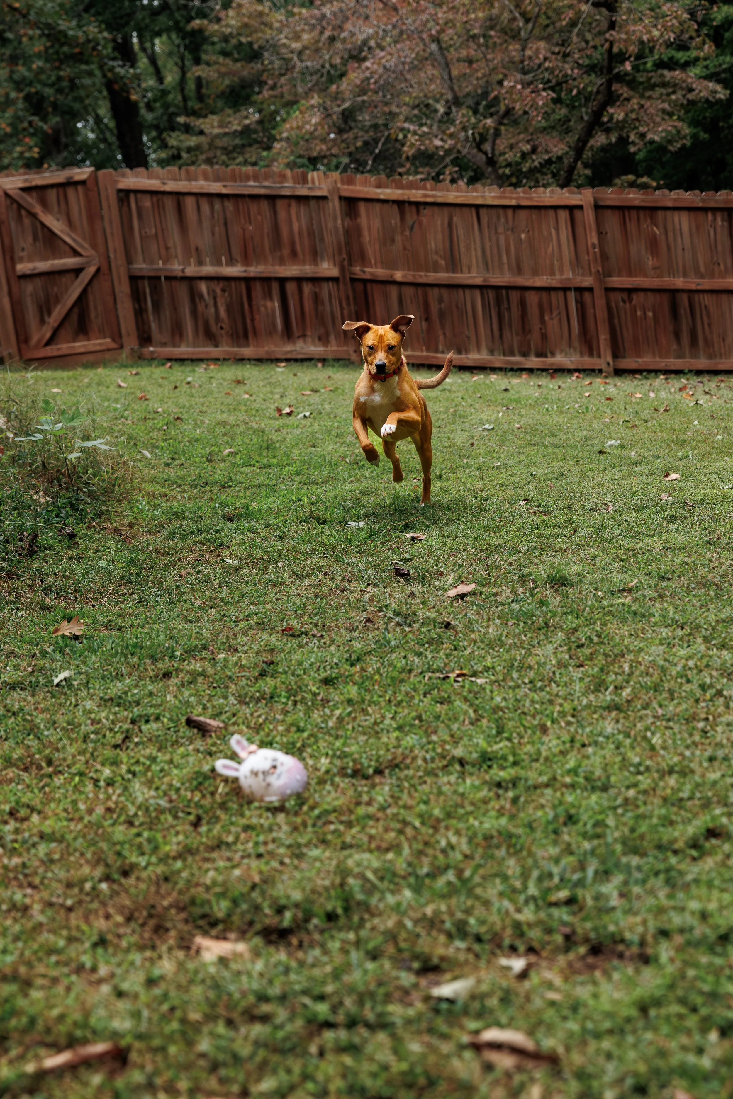A brown dog running across a grassy backyard with a wooden fence in the background, and a white and pink rabbit toy on the ground in the foreground.