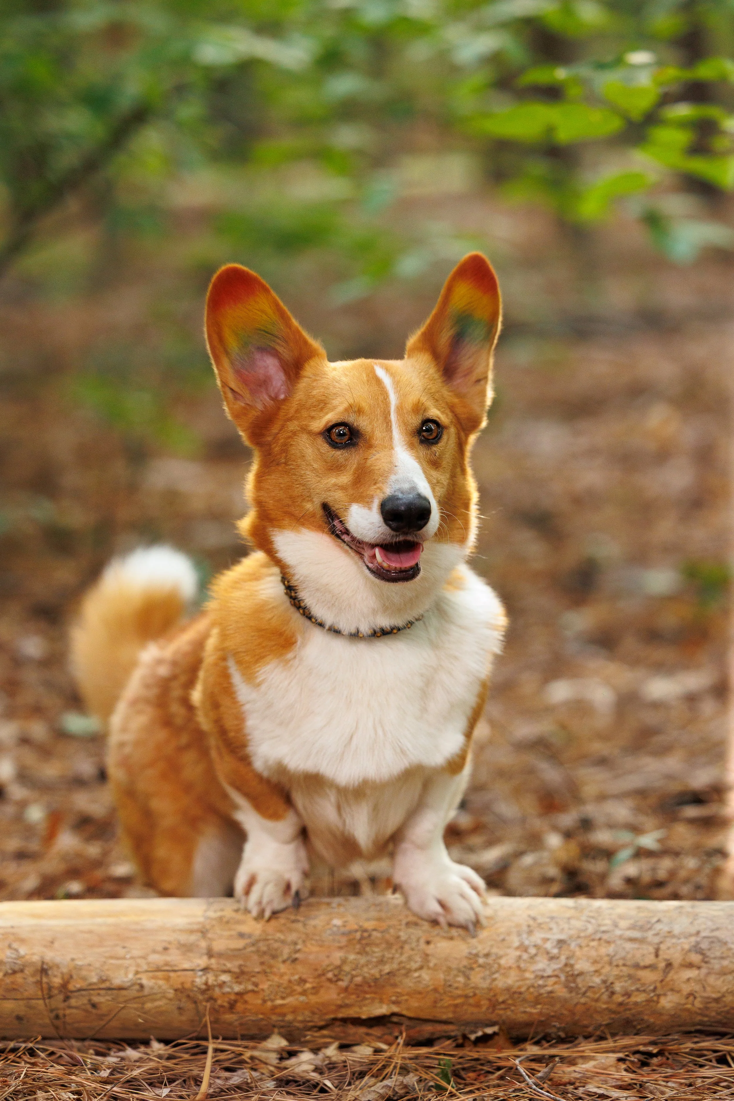 A happy dog, possibly a Border Collie, standing outdoors on a wooden log, surrounded by a natural forest setting with green foliage and a dirt ground.