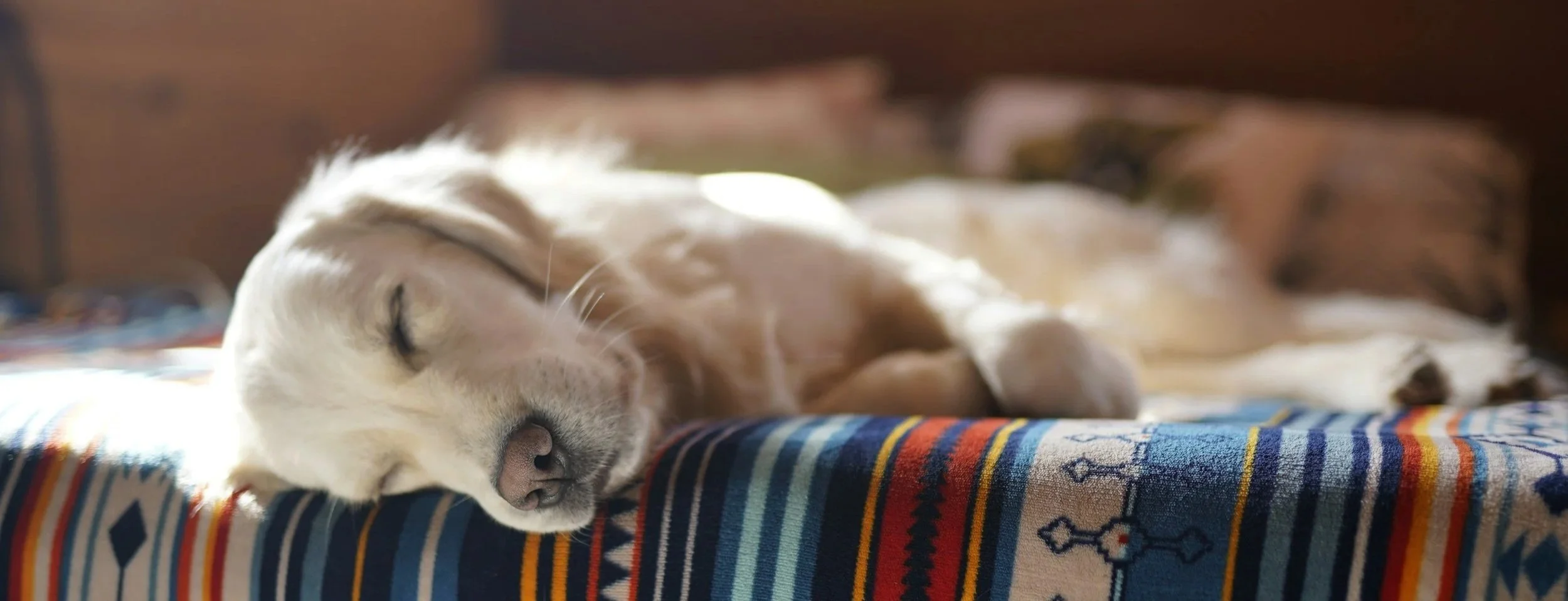 A light-colored puppy with closed eyes sleeping on a colorful, patterned cloth with tribal designs.