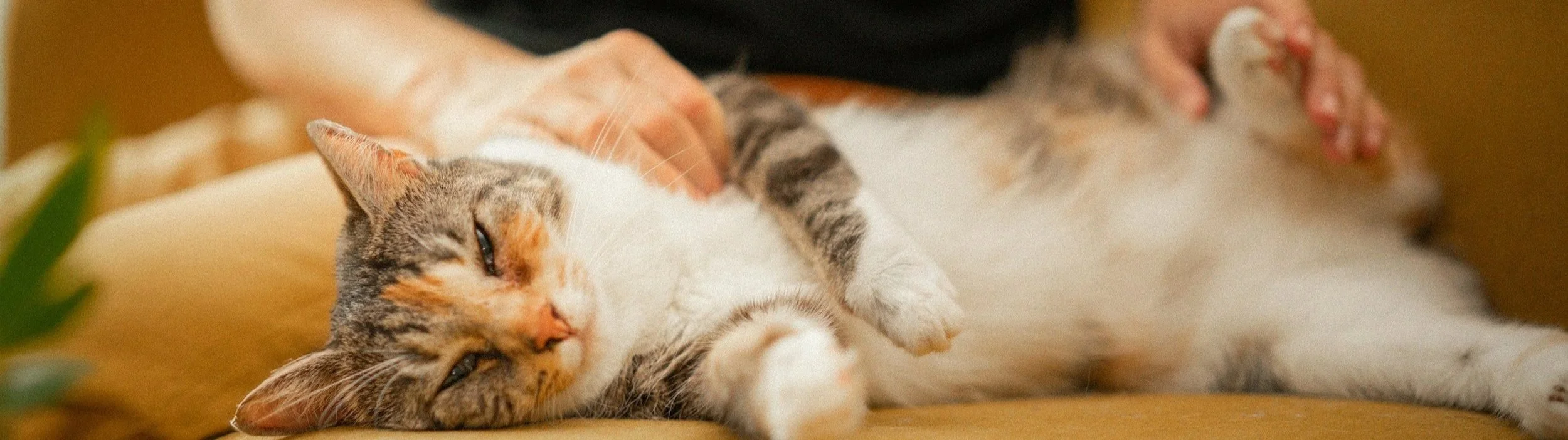 A person gently petting a calico cat lying on a beige surface. The cat has orange, gray, and white fur and appears relaxed.