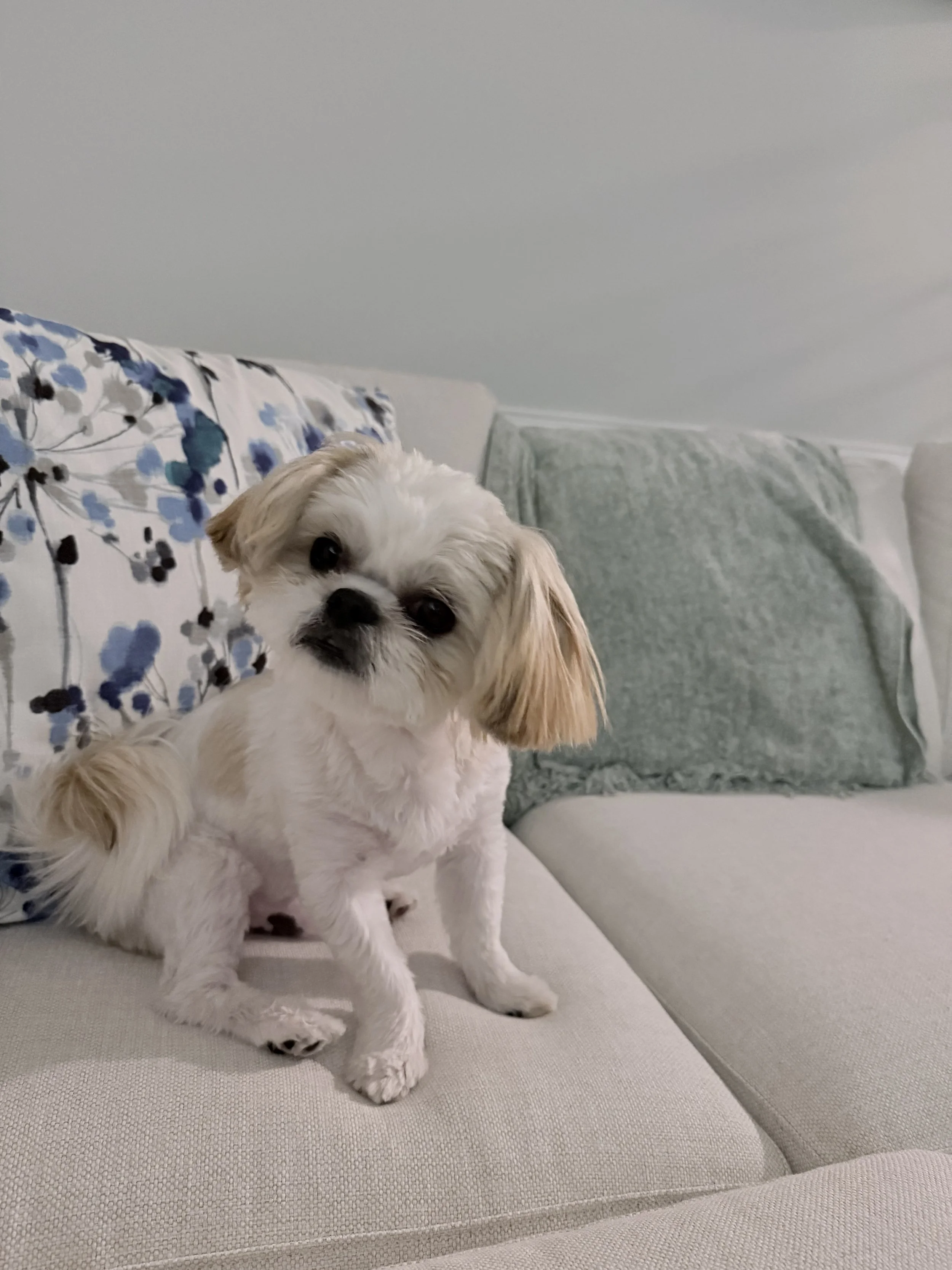 Overnight Home and Pet Care for 1-2 Pets