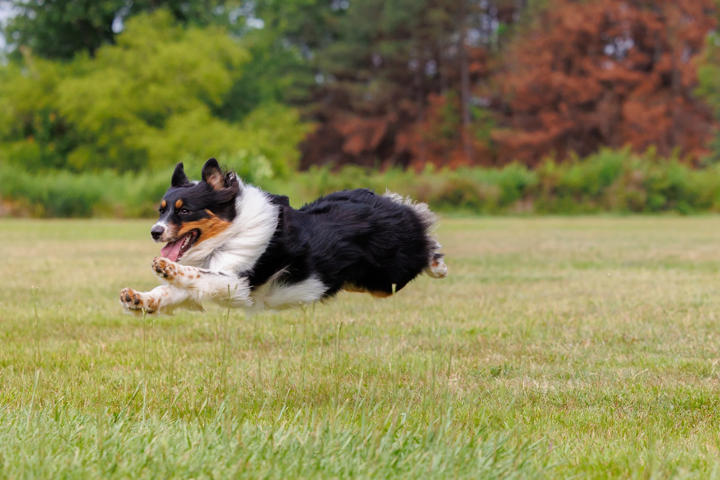 A black, white, and brown Australian Shepherd dog running across a grassy field, with colorful trees in the background.