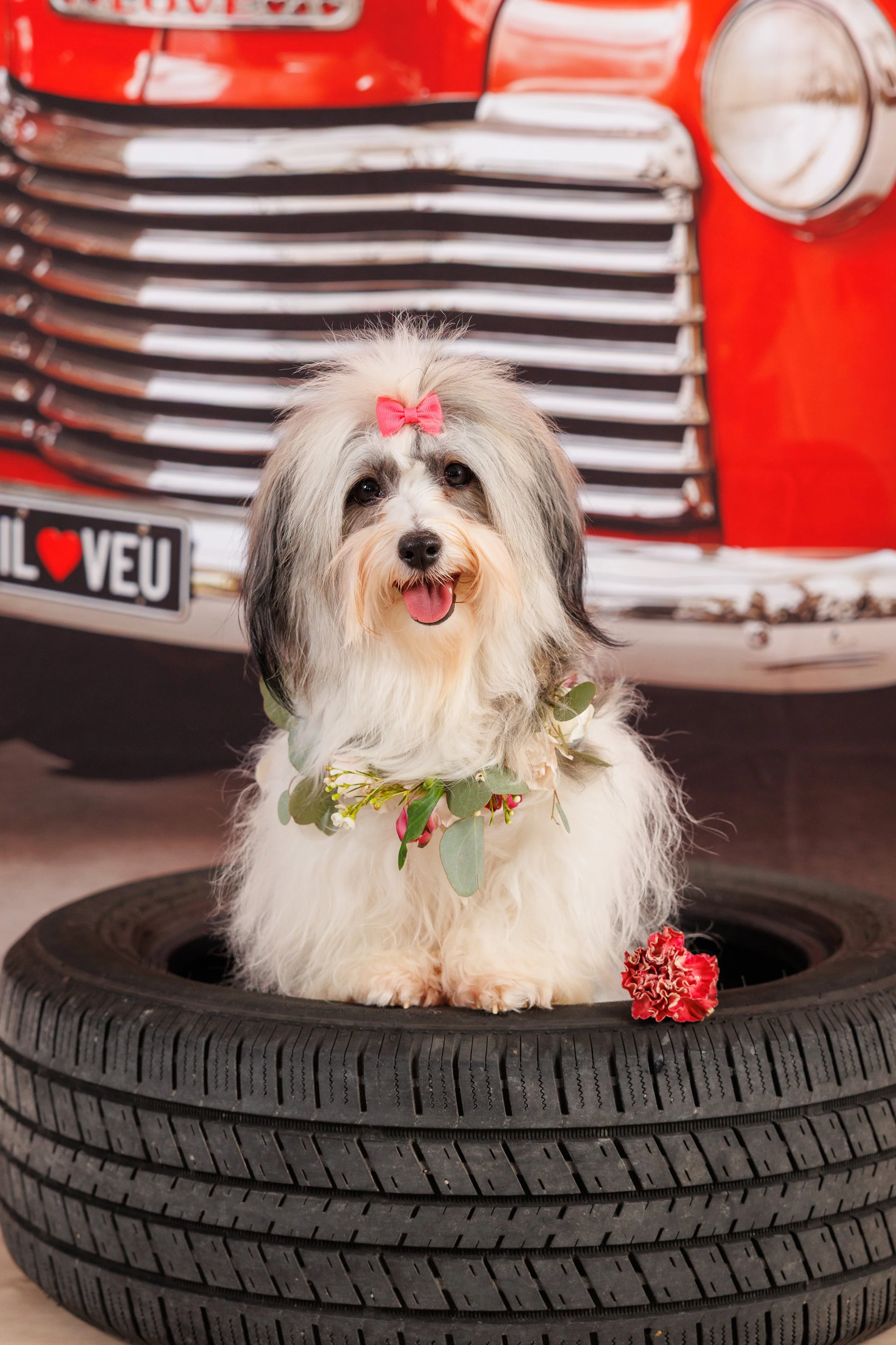 A fluffy dog with a pink bow on its head sitting on a stacked large black tire with floral decorations around its neck, in front of a vintage red car.
