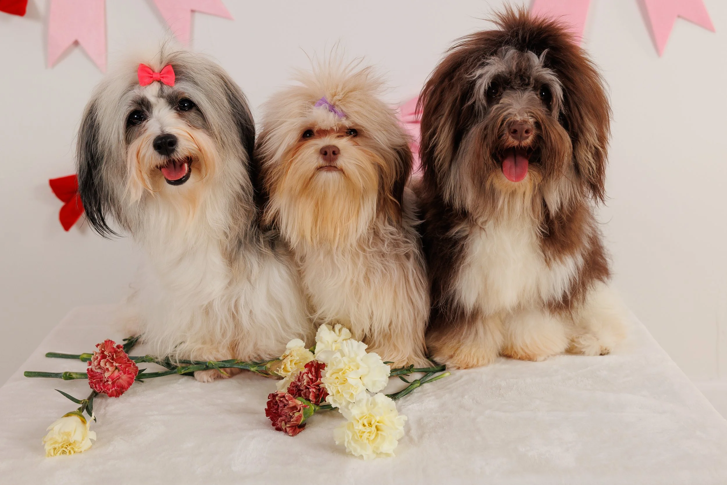Overnight Home and Pet Care  for 3-5 Pets