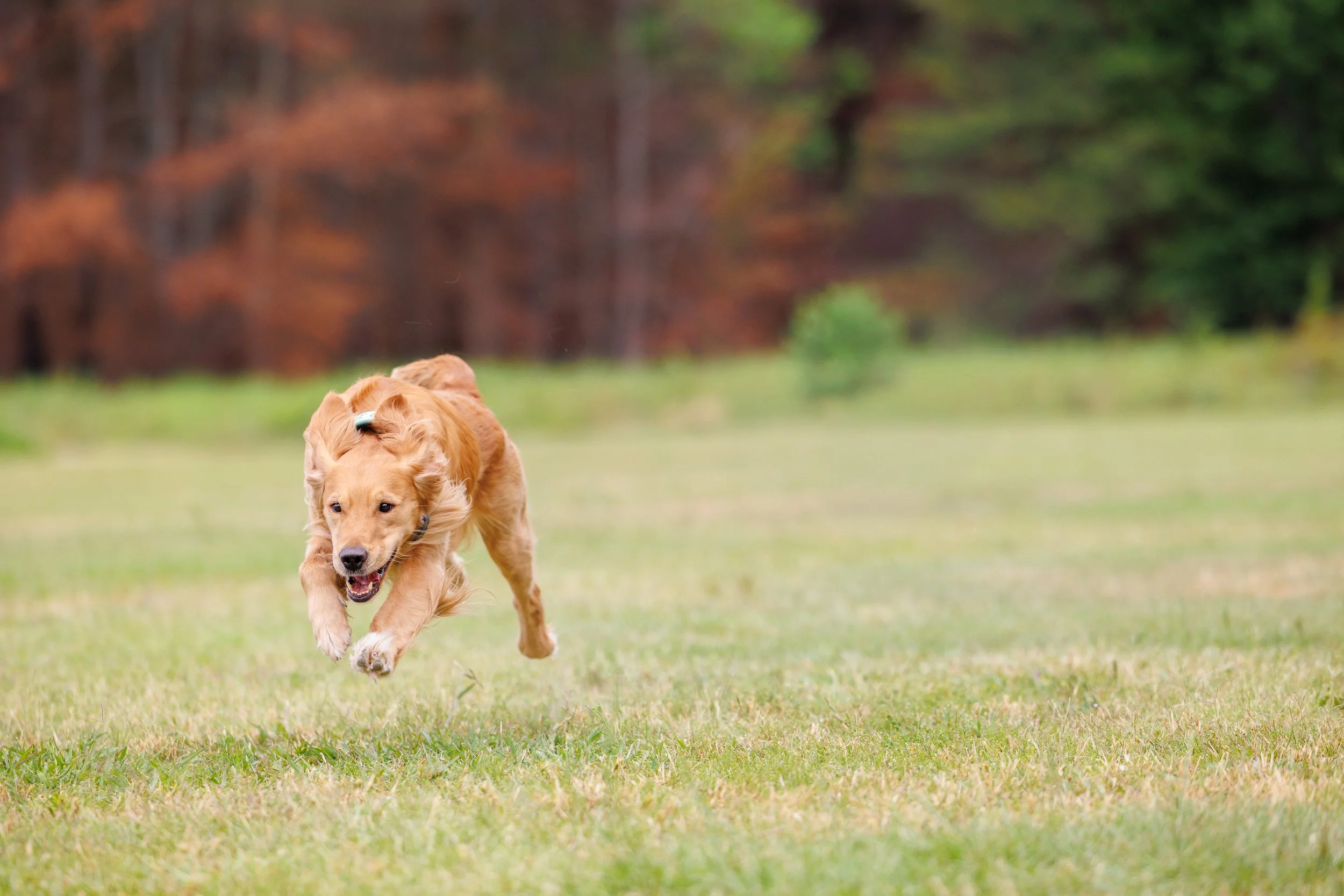 Golden retriever puppy running across a grassy field with autumn trees in the background.