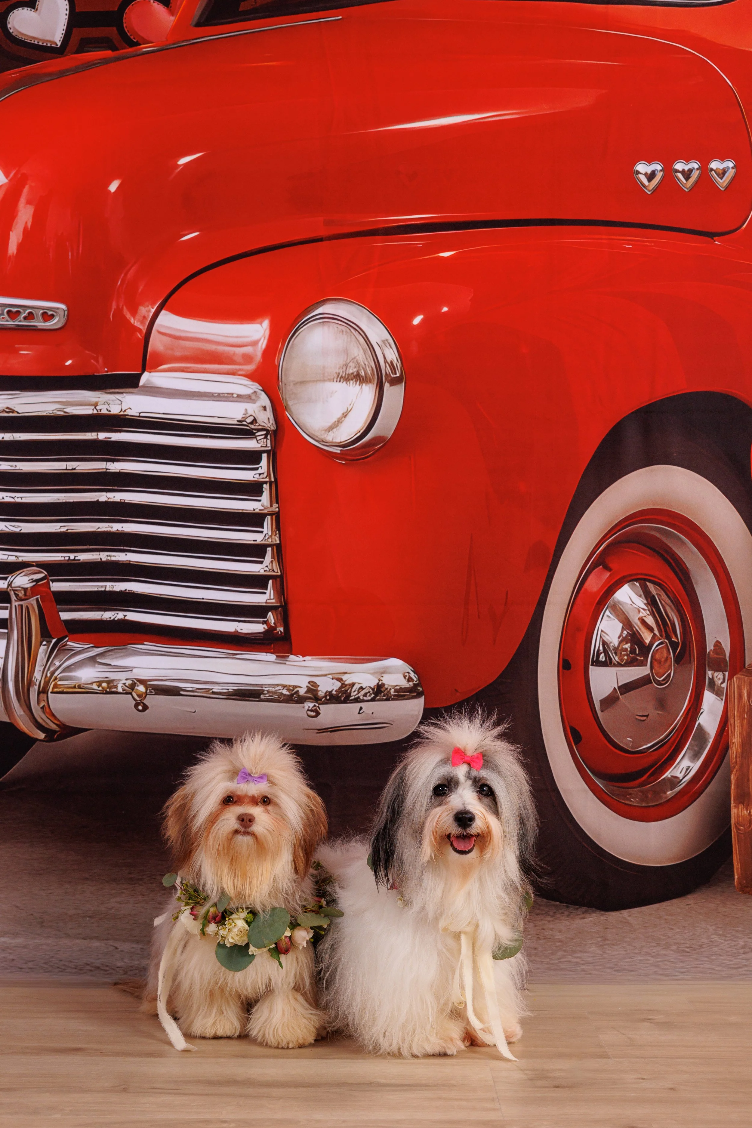 Two cute dogs with bows on their heads, standing in front of a red vintage car backdrop. The dog on the left has a floral wreath around its neck. The dog on the right is black and white with a pink bow on its head.