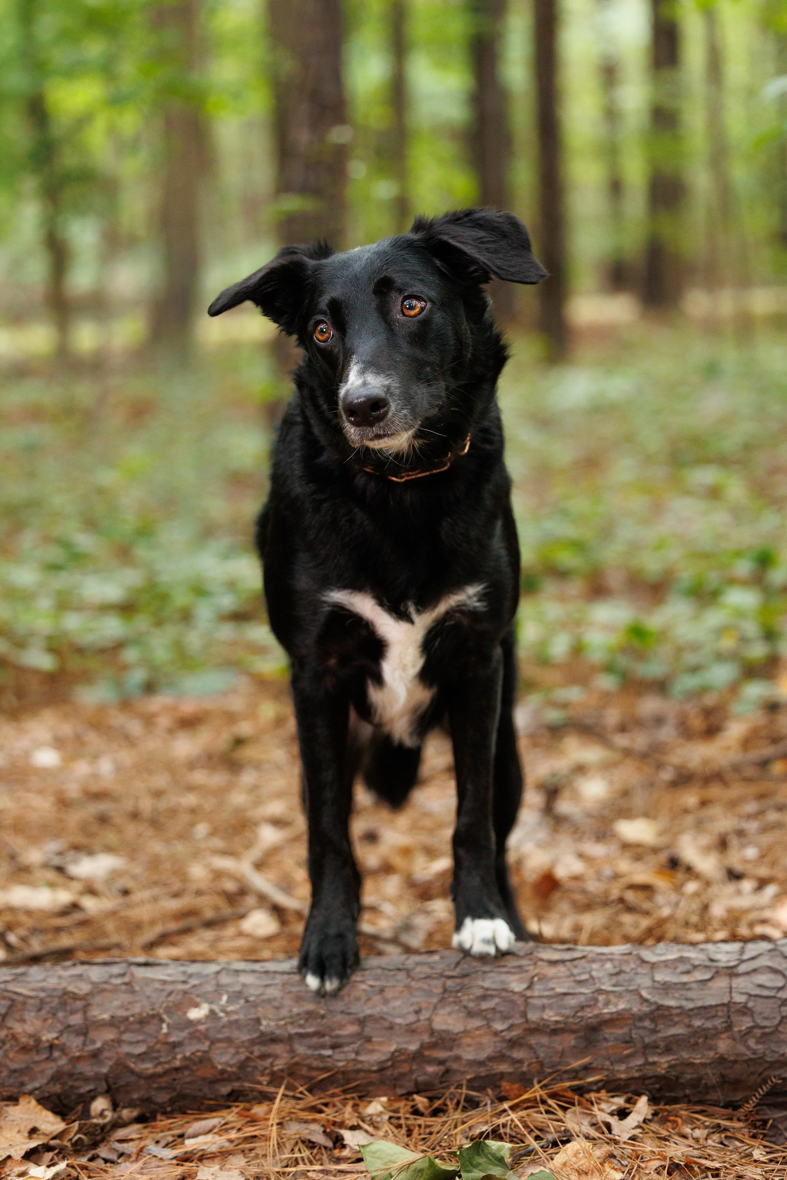A black and white mixed breed dog with brown eyes standing on a log in a forest with green trees and fallen leaves.