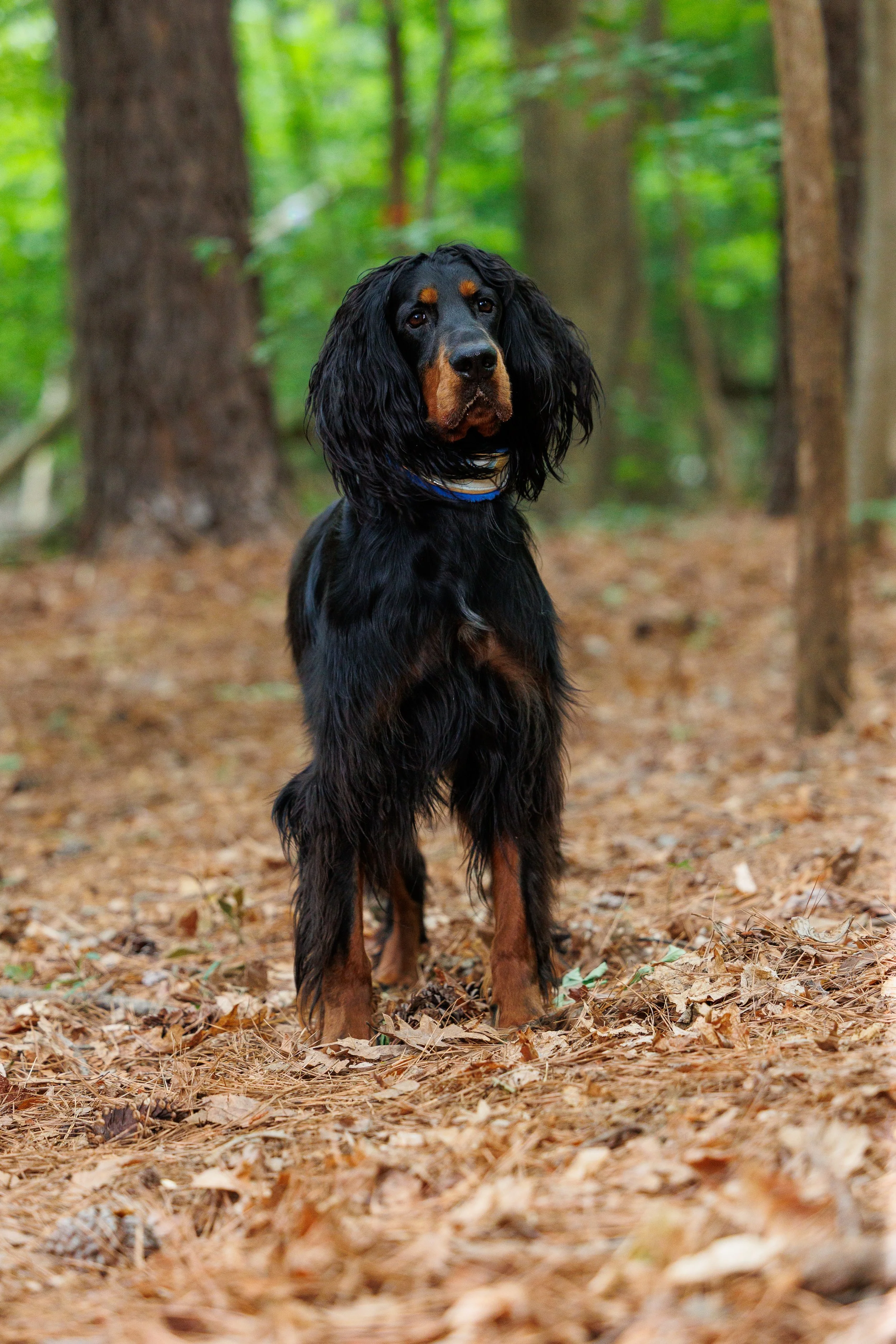 A black and tan Gordon Setter dog standing in a forest with tall trees and a ground covered in fallen leaves.