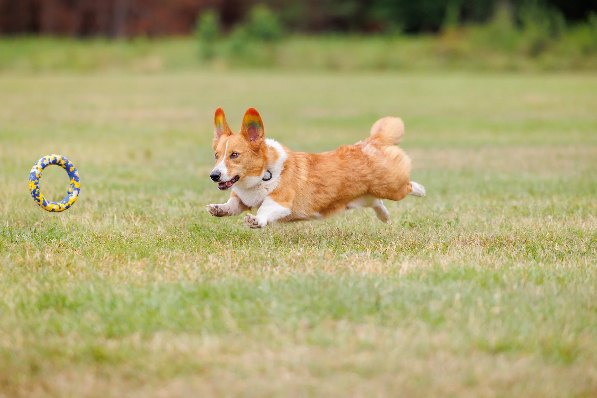 Corgi running across a grassy yard while chasing a dog toy during an outdoor play session.