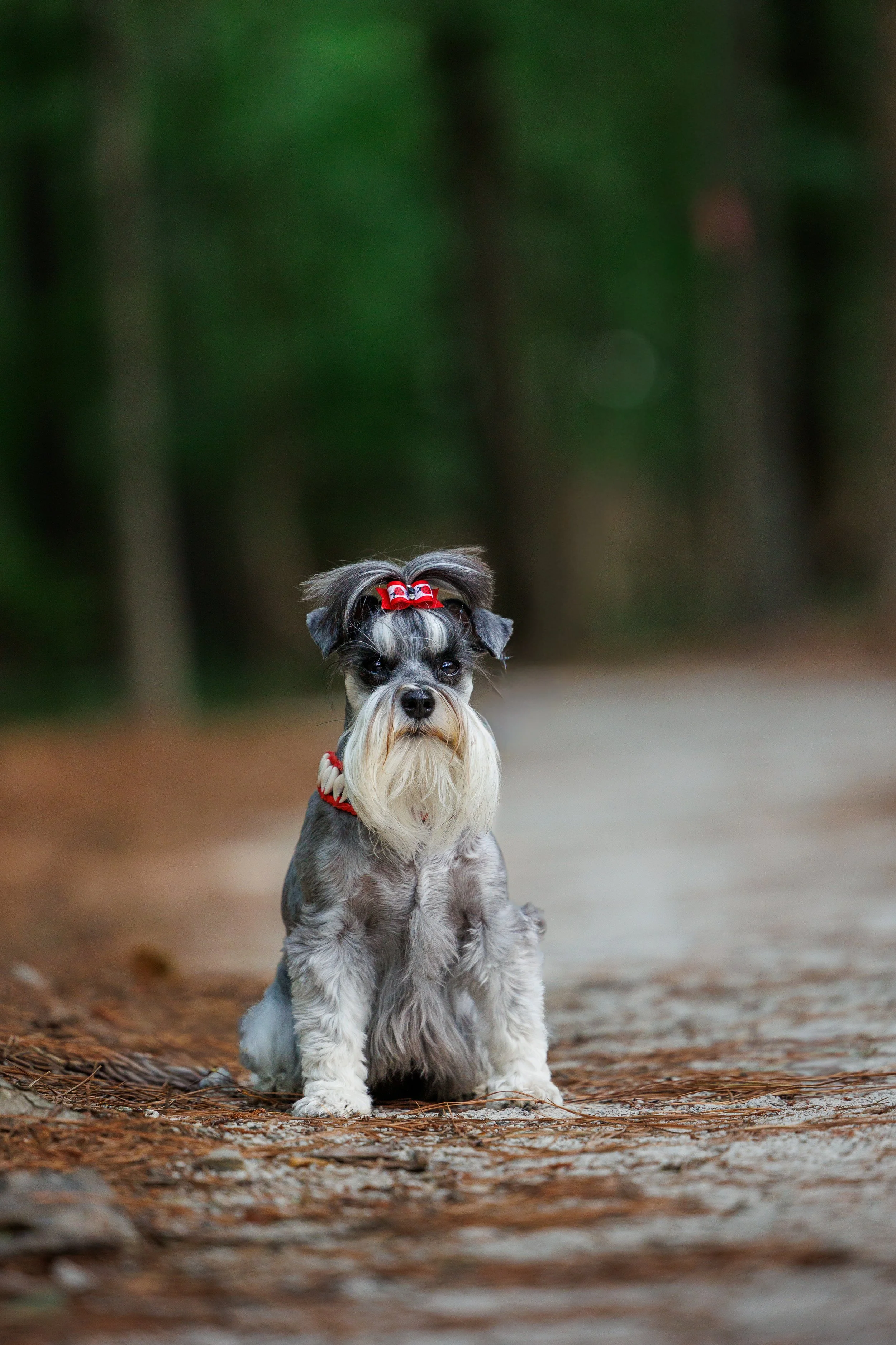 A small, adorable dog with a long beard and a red bow on its head sitting on a forest path covered with pine needles, with blurred trees in the background.
