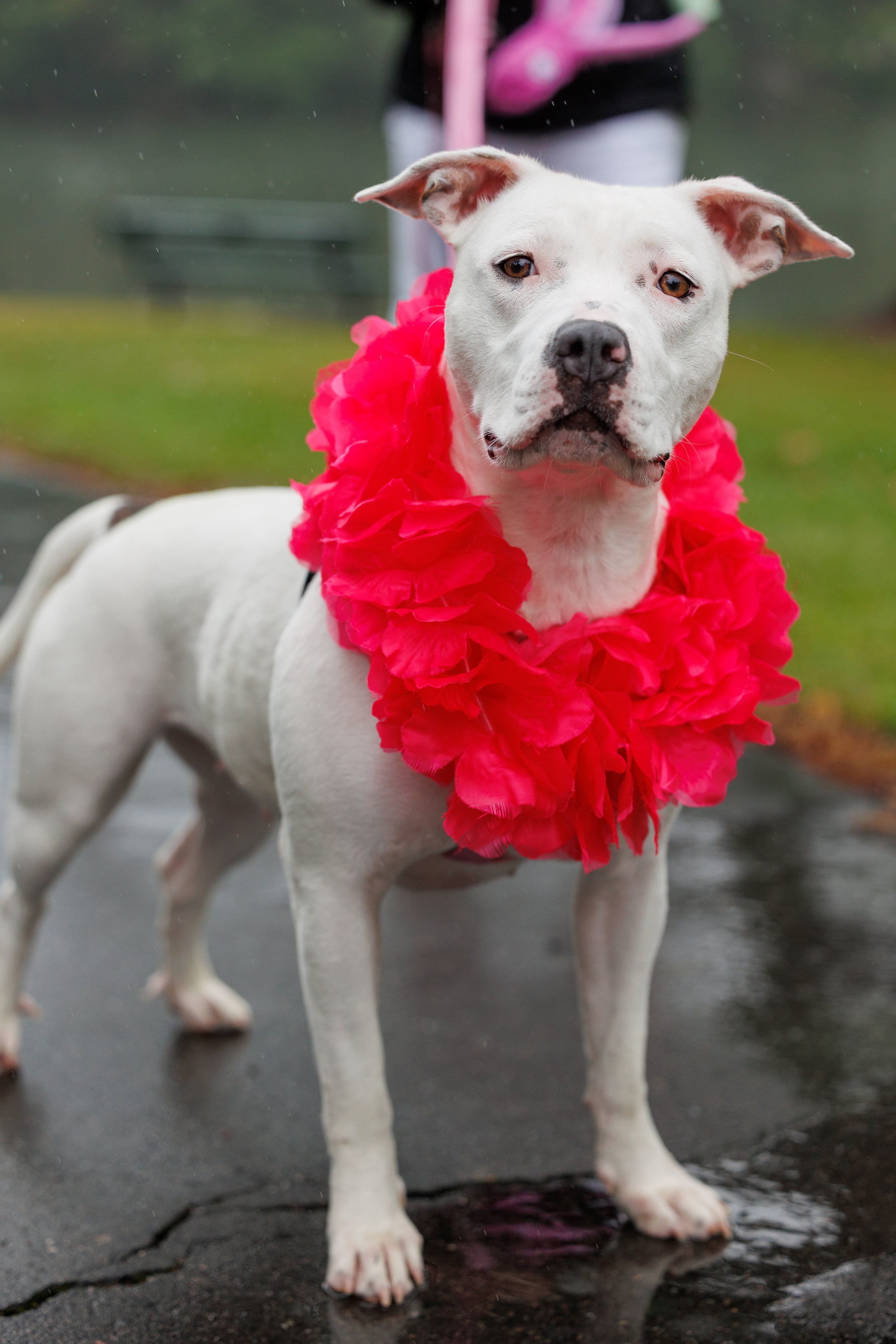 A white dog with a pink lei around its neck standing on a wet pavement, with a person blurred in the background.