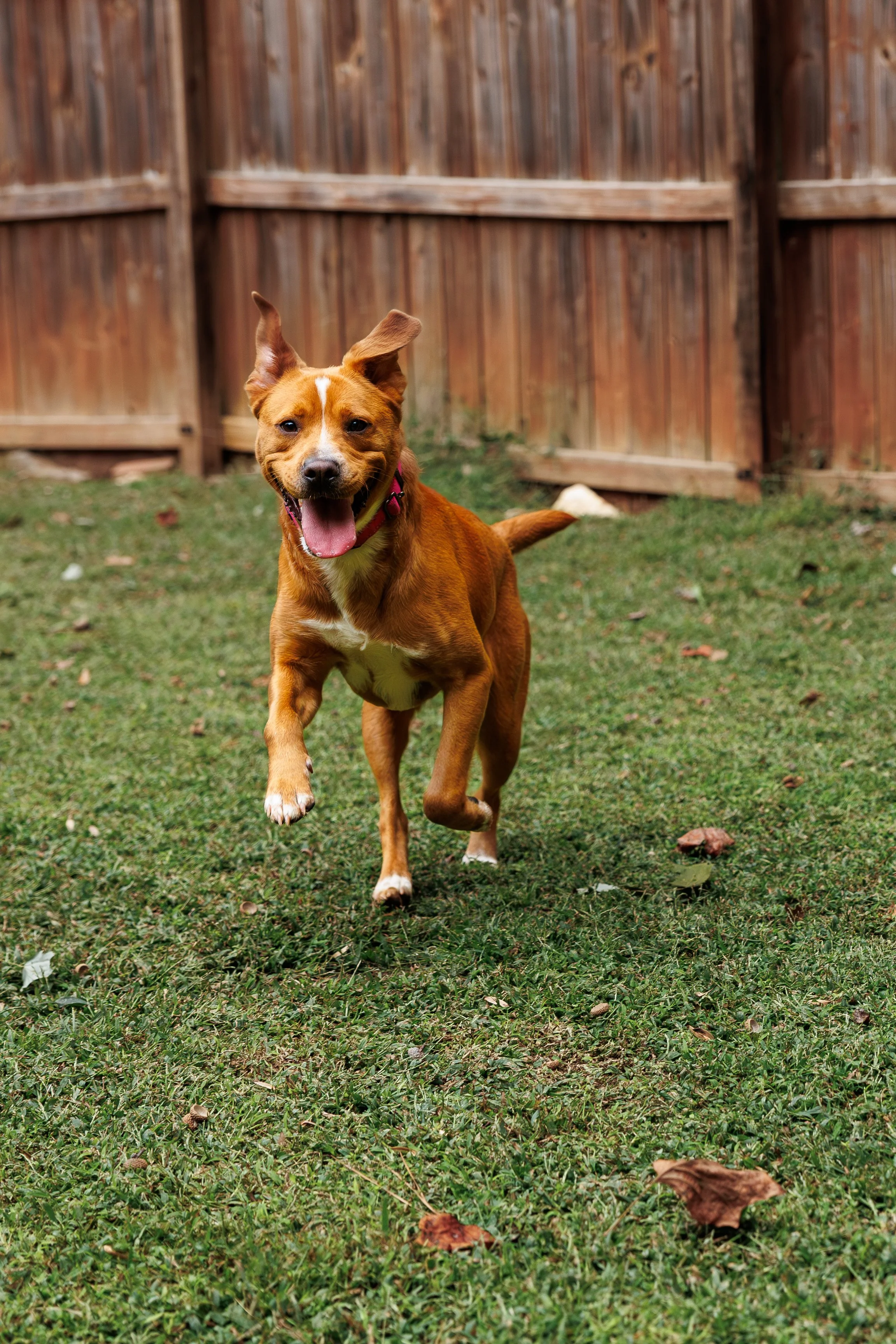 A brown dog with a white chest and a pink collar running on a grassy yard with a wooden fence in the background.