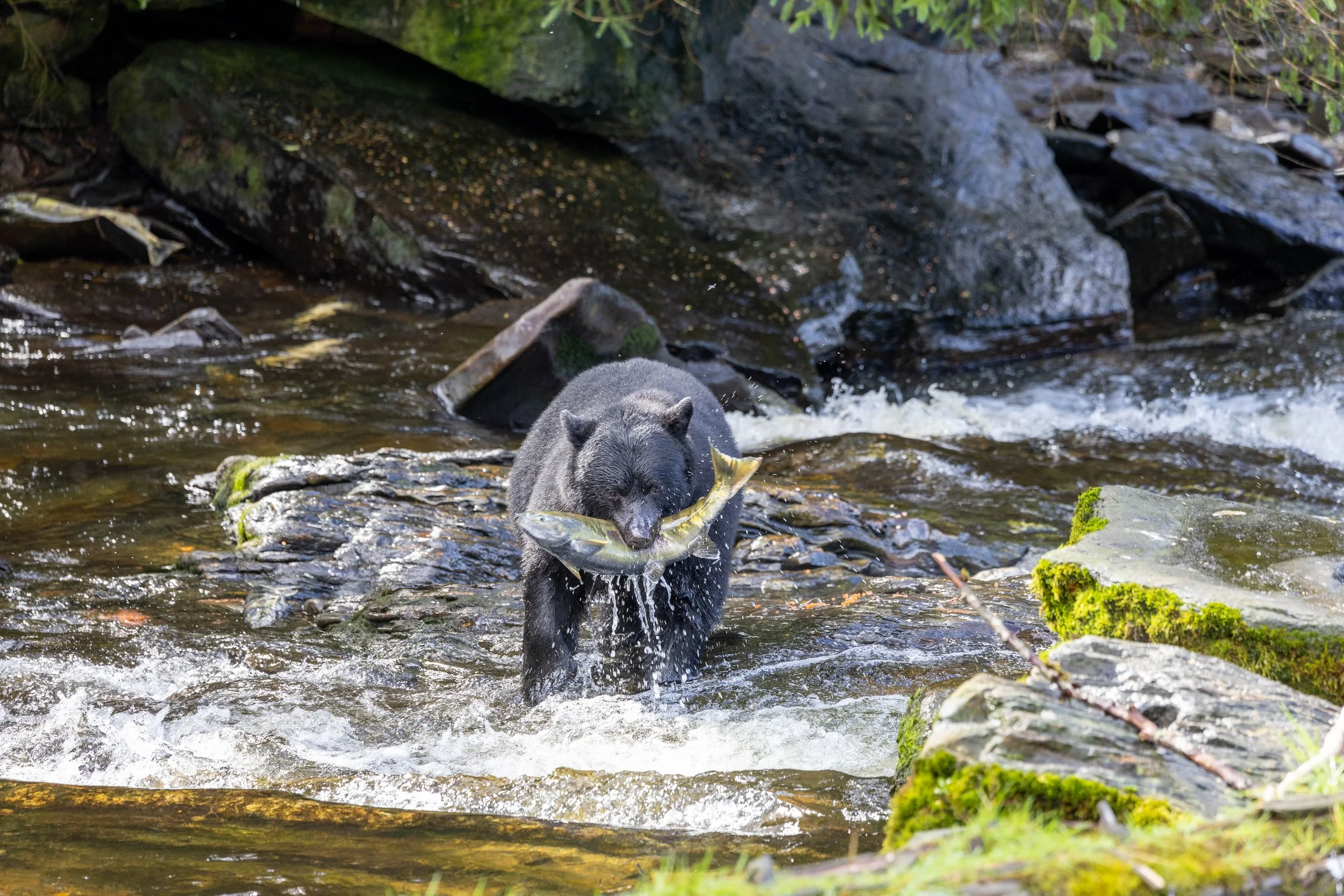 365 - Ketchikan (Shore ex) viewing wild bears.jpg