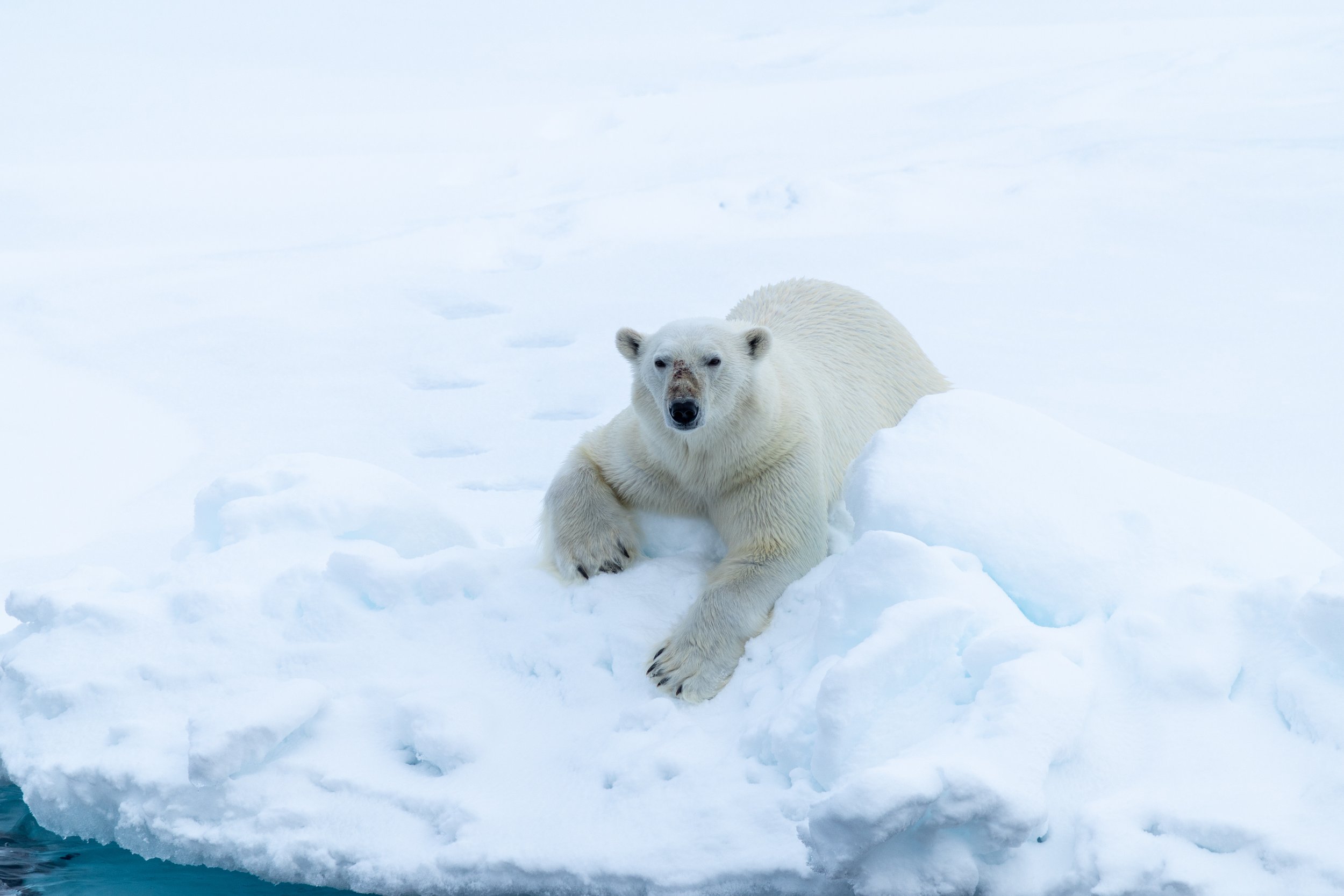 570 - Polar Bear on sea ice.jpg
