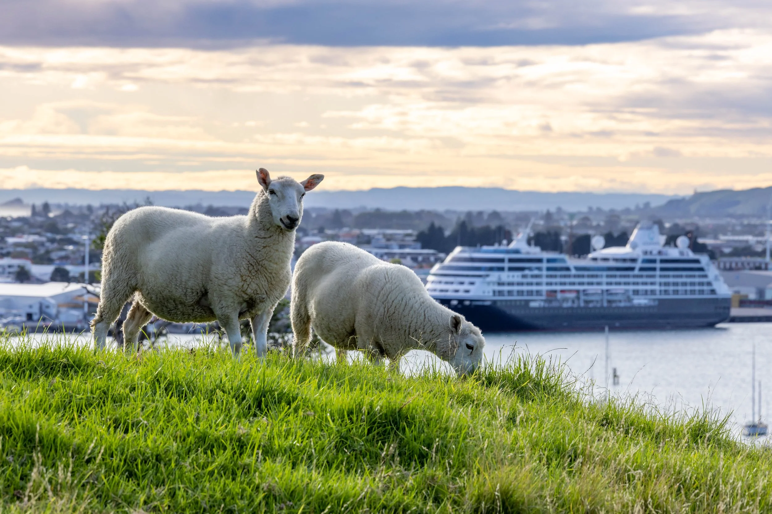 714 - Tauranga (Mount Maunganui).jpg