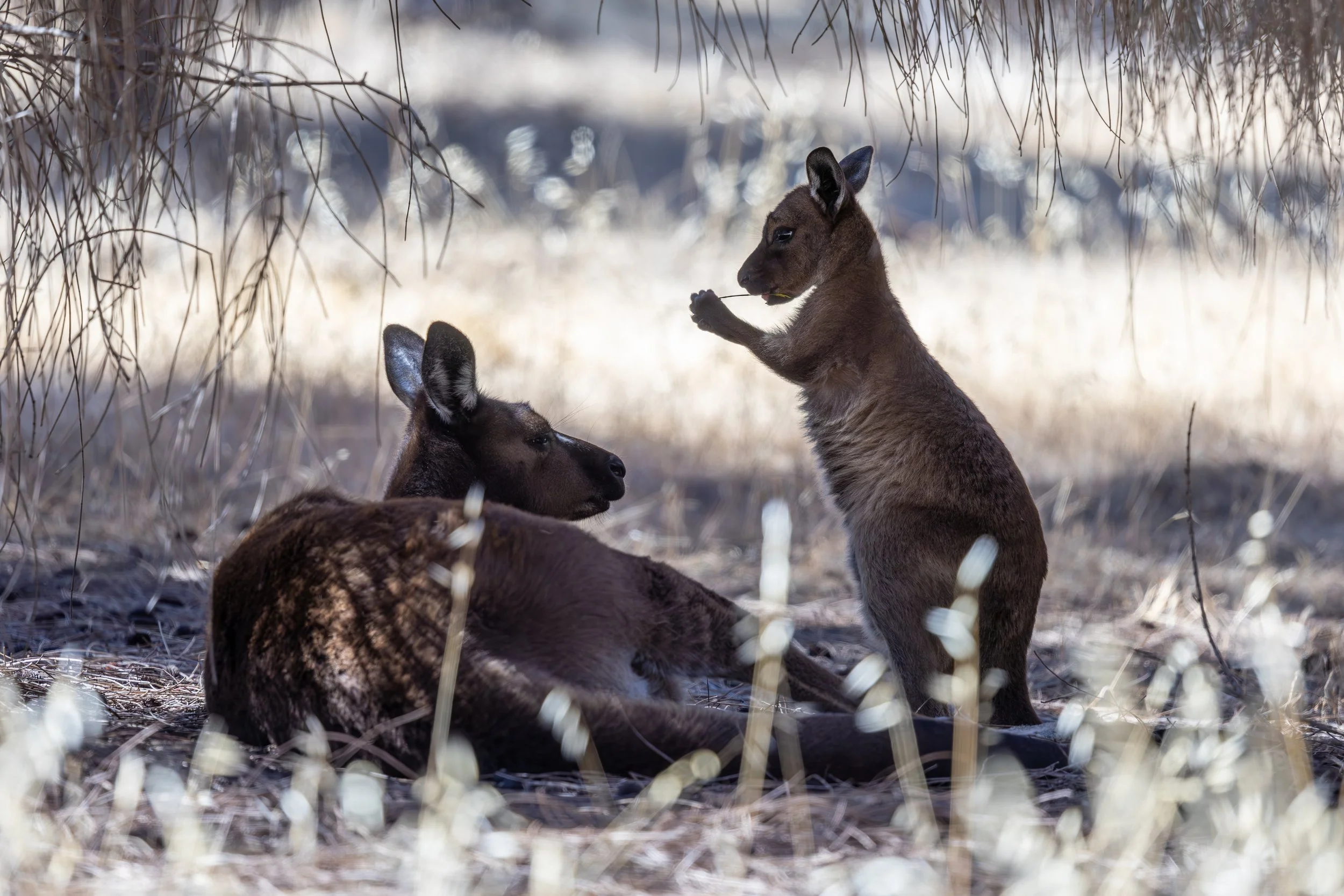 370 - Kangaroo Island, Australia.jpg