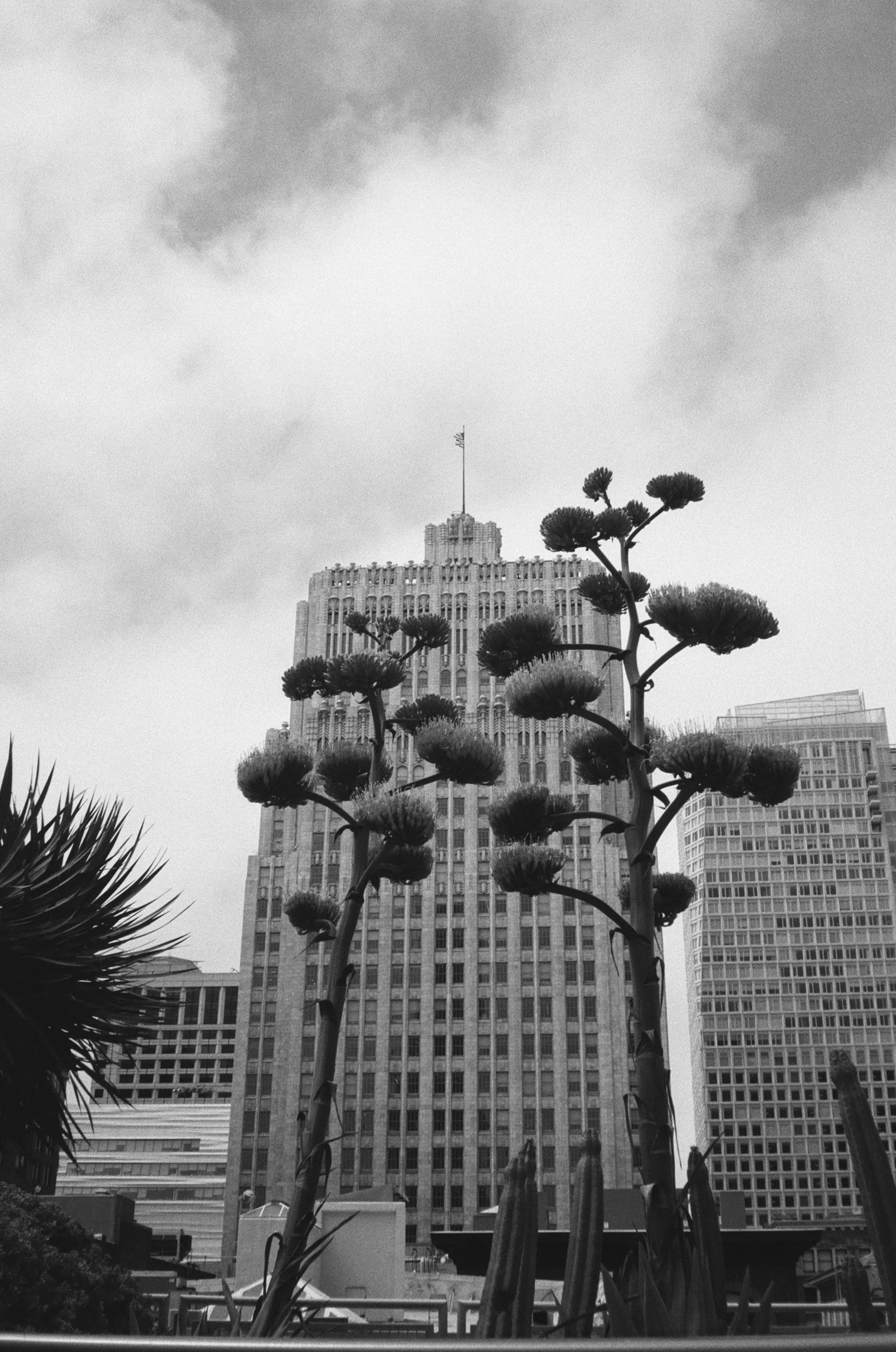 sf june-11.jpg