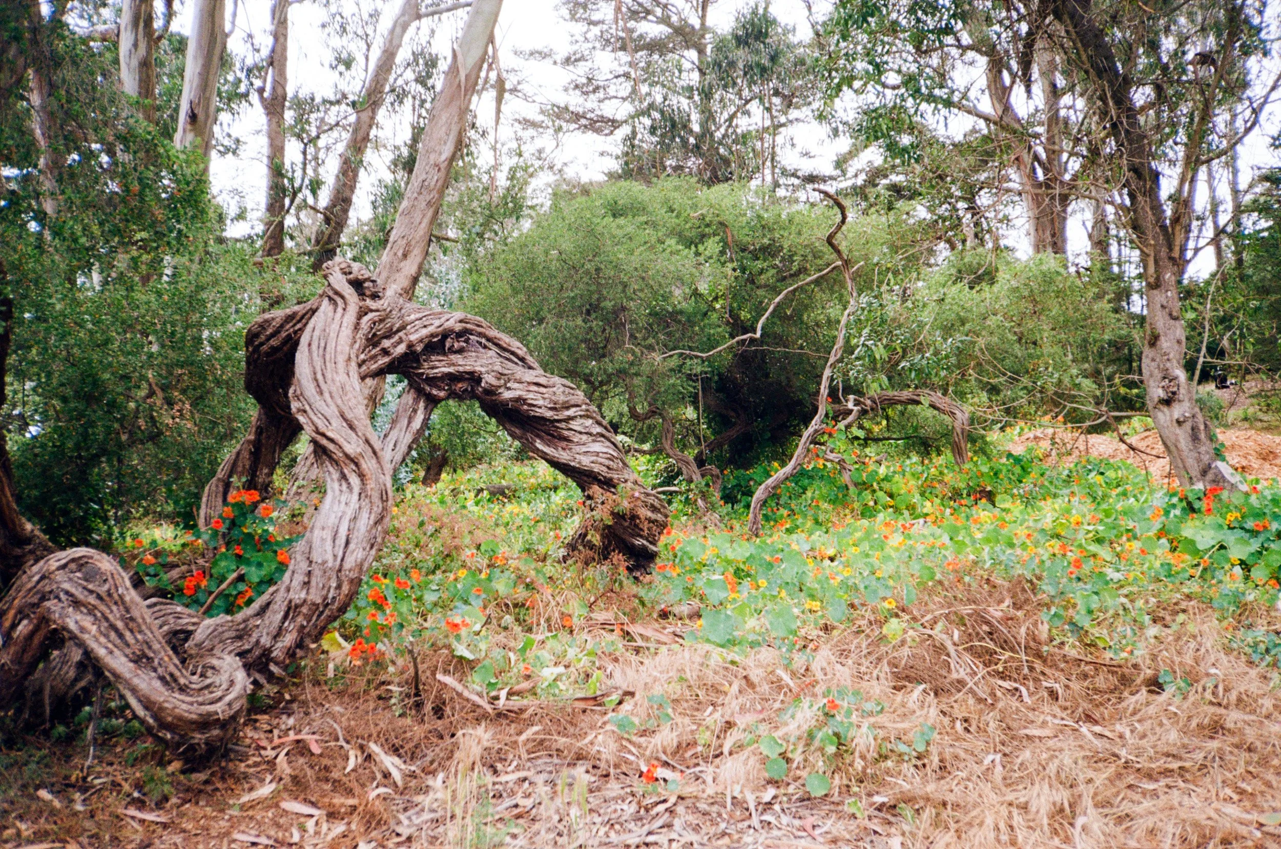 sf june-19.jpg