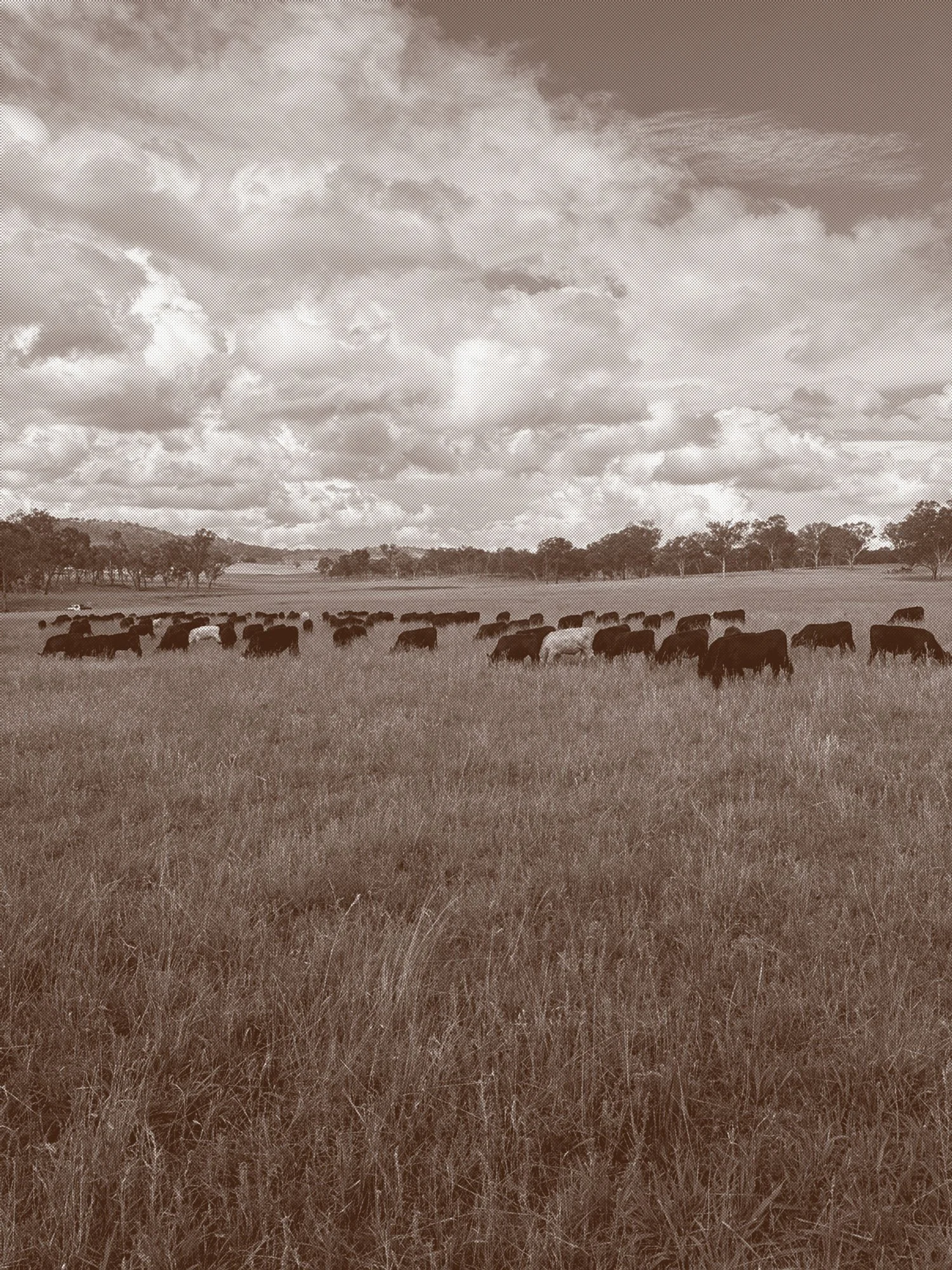 Photo of Parallel Pastures farm with cows showing the natural field where they live