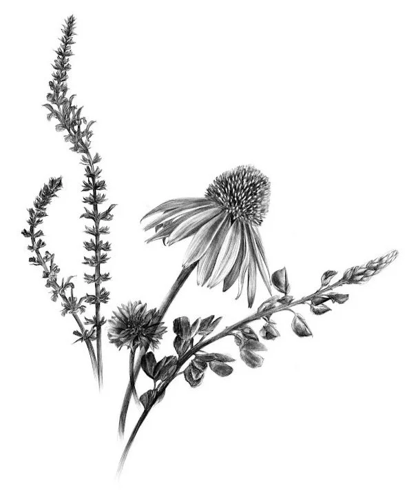 Field Study by Alicia Maye — graphite botanical drawing of salvia and echinacea wildflowers | fine art print | botanical illustration | Alicia Maye Art