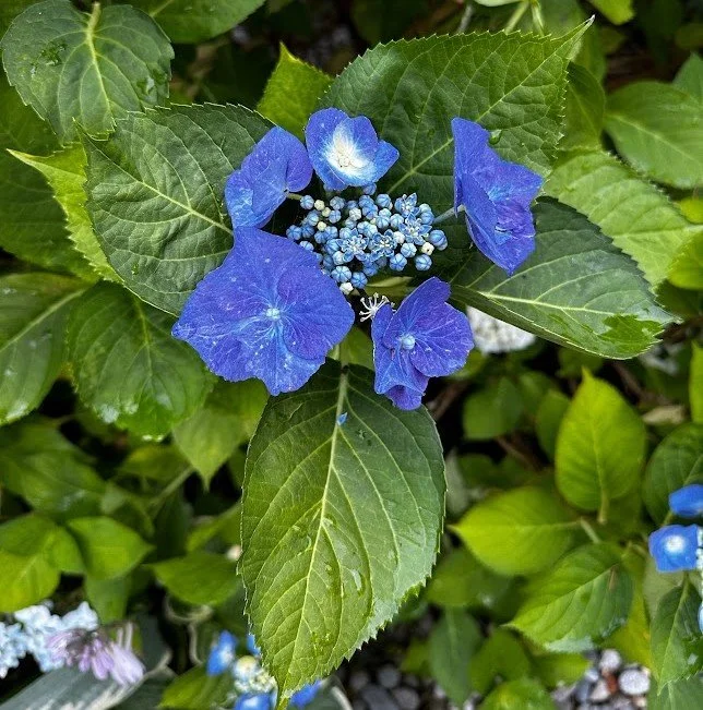 Reference photo of blue hydrangeas used for custom tattoo design by Alicia Maye.