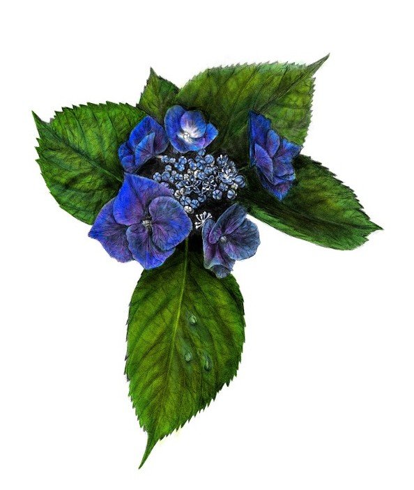 Illustration of a cluster of blue and purple hydrangea flowers with green leaves.
