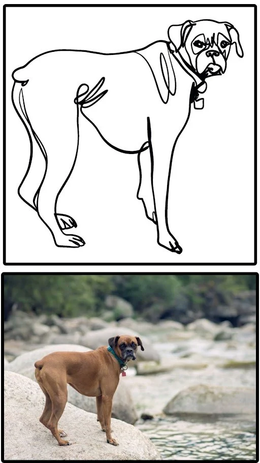 Continuous line portrait of a Boxer dog by Alicia Maye alongside reference photo. Custom pet portrait commission.
