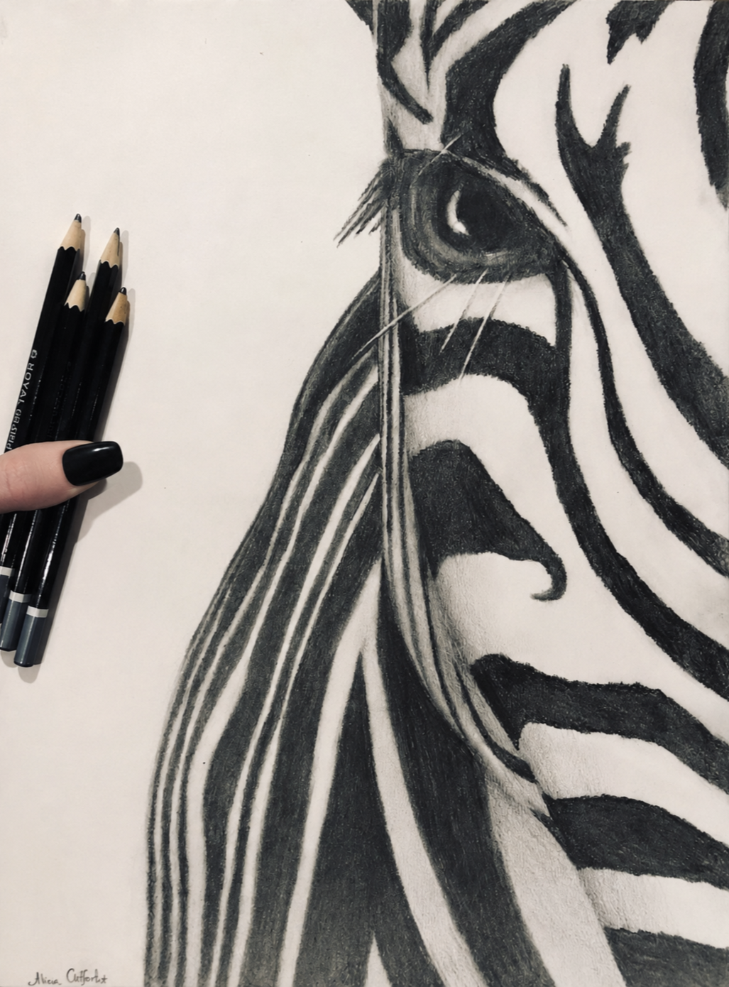 Zebra eye graphite drawing by Alicia Maye — detailed pencil realism animal portrait | Alicia Maye Art