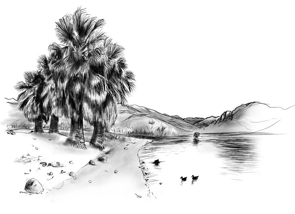 A black and white sketch of a lakeside scene with palm trees, mountains in the background, a shoreline with rocks, and ducks swimming in the water.