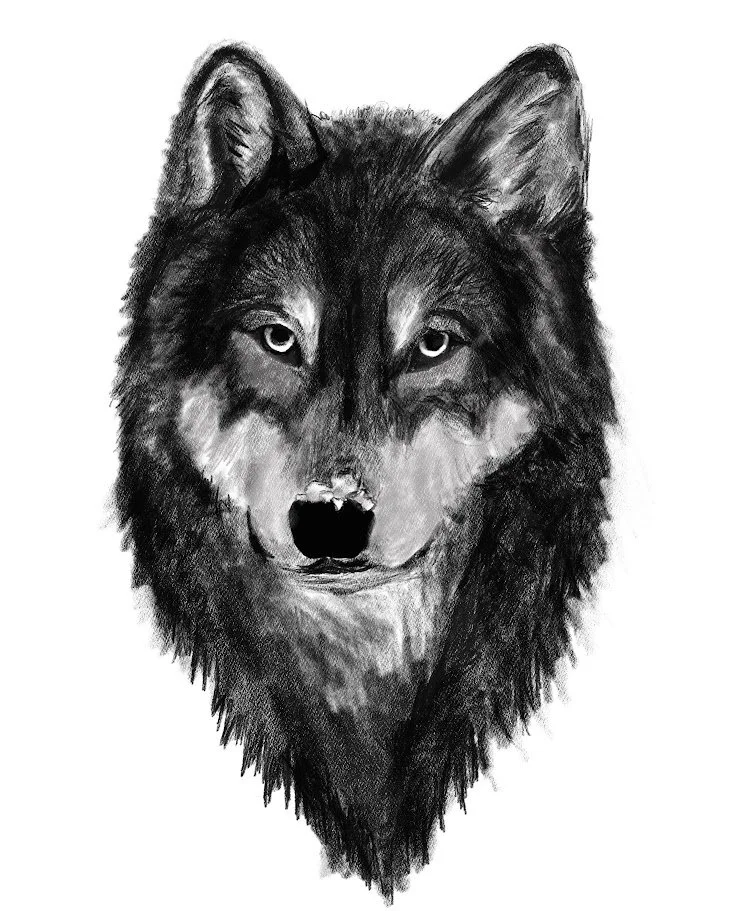 wolf drawing | animal realism digital art | procreate drawing | wolf portrait | charcoal style digital drawing | animal portrait art | original art print | Alicia Maye Art