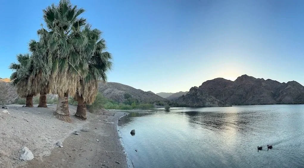 A desert landscape with a lake, palm trees on the left, mountains in the background, and two ducks swimming on the lake with ripples.