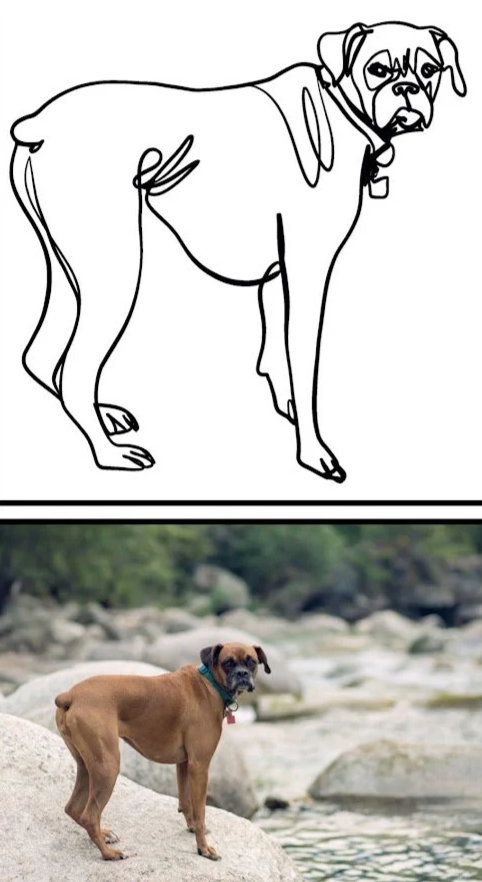 Continuous line dog portrait by Alicia Maye — boxer commission example | Alicia Maye Art