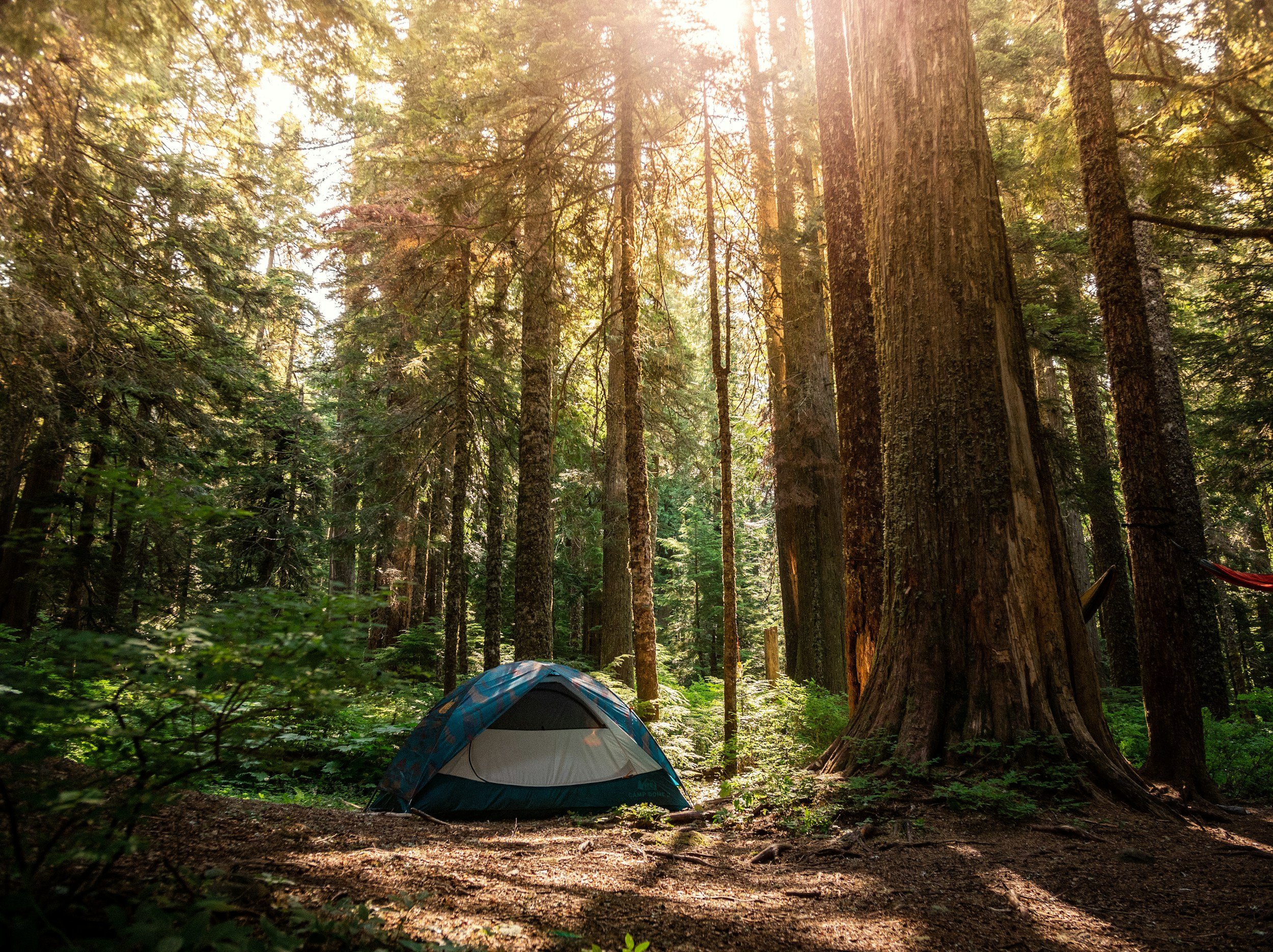 Tent in the forest