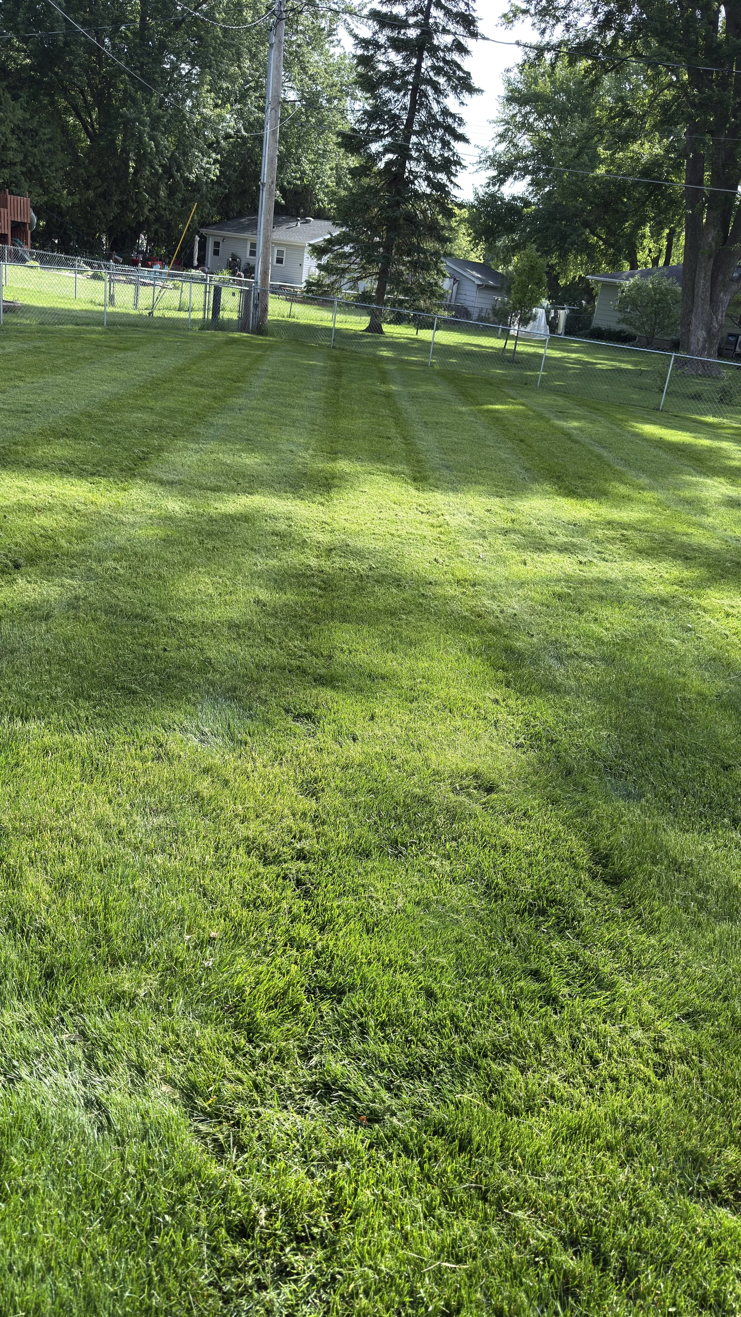 A backyard with a well-maintained green lawn, surrounded by a chain-link fence, with trees and houses in the background under bright sunlight.