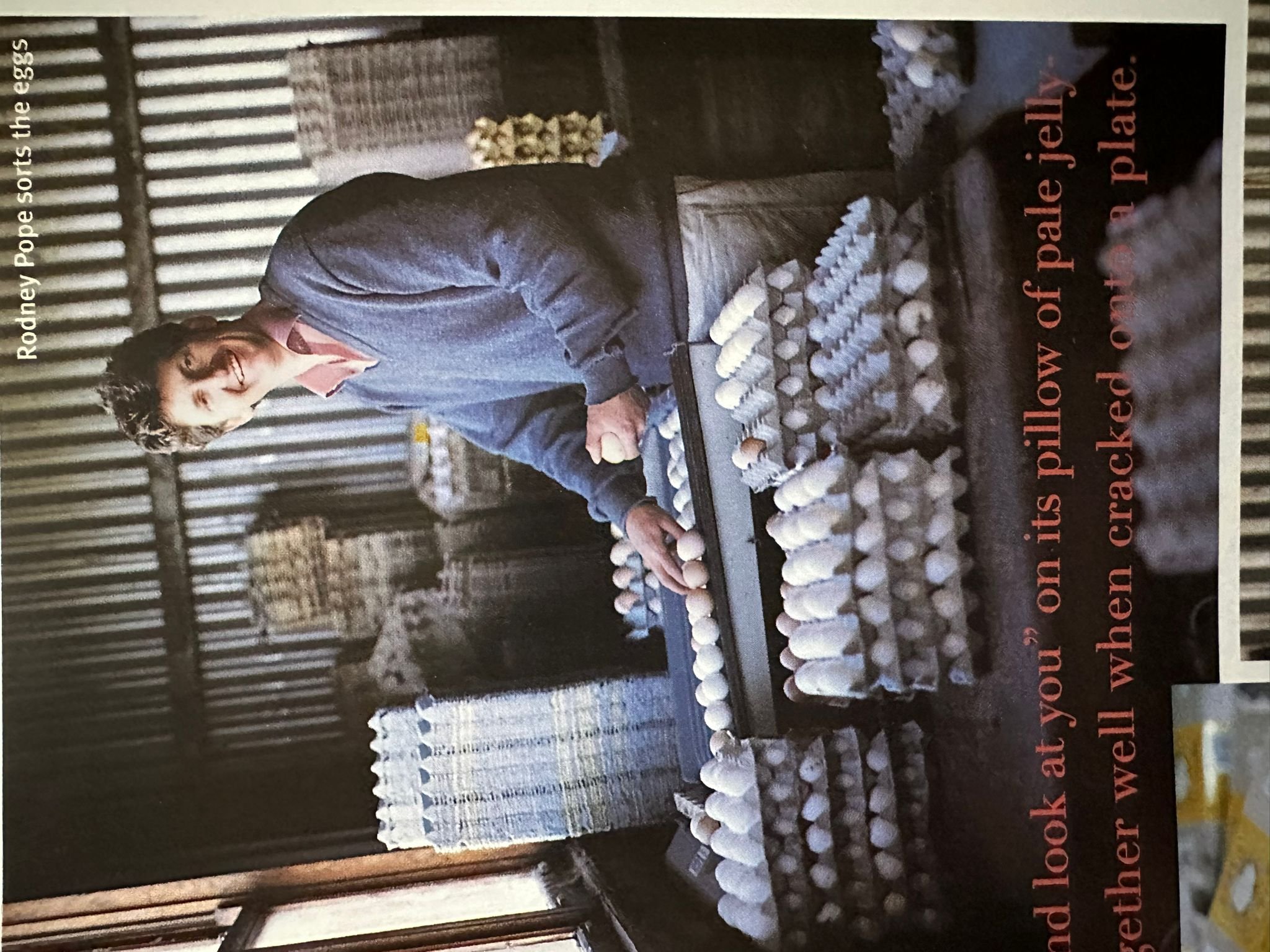 Farmer Rod stands grading eggs by weight.