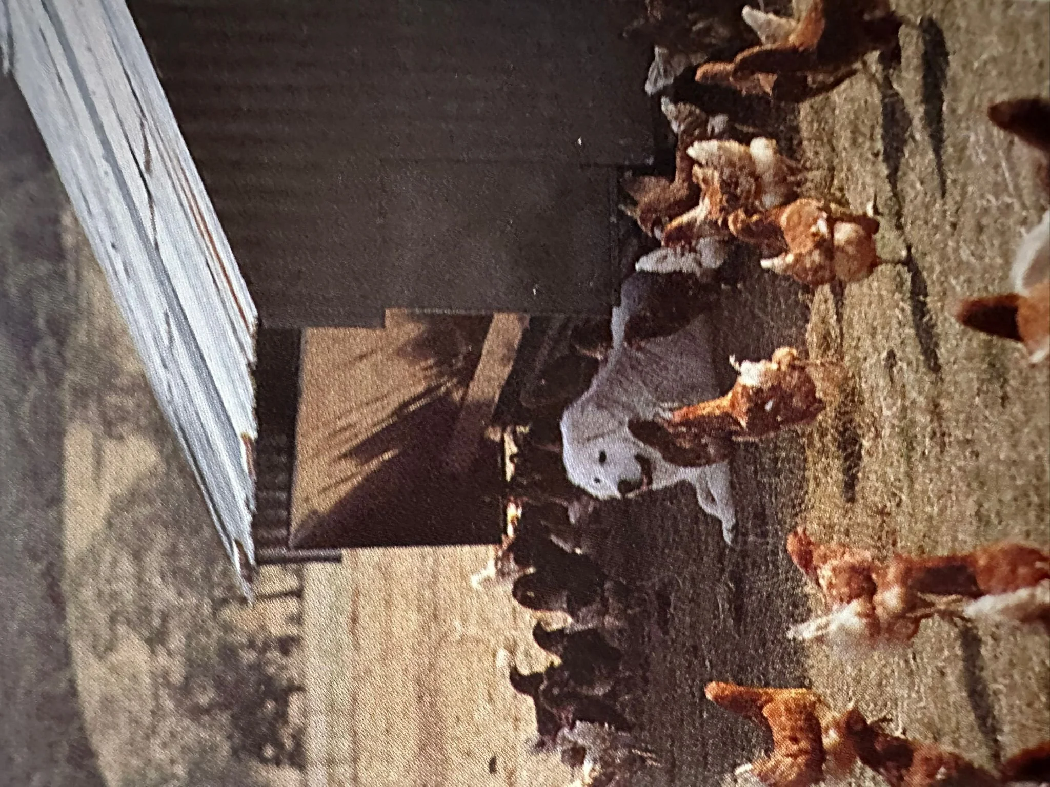 Close up of a dog in the range with chickens.