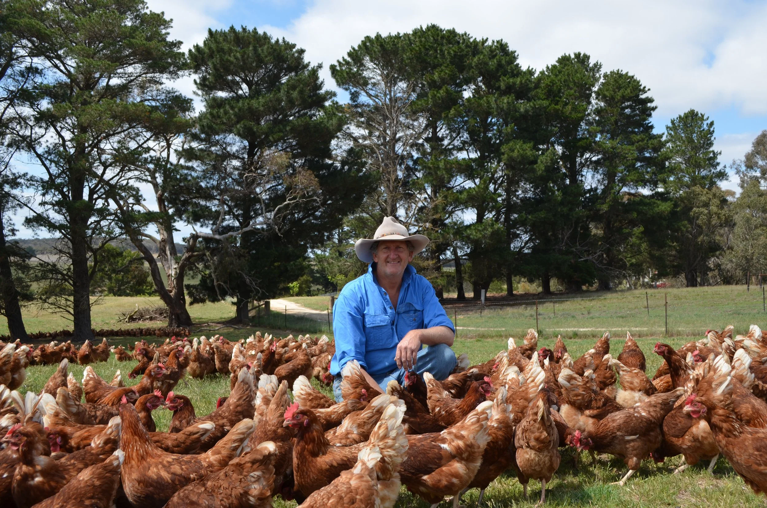 Farmer Rod wearing a light colored cowboy hat and blue shirt kneels among a large group of chickens in a farm setting. Behind him are green trees and a partly cloudy sky.