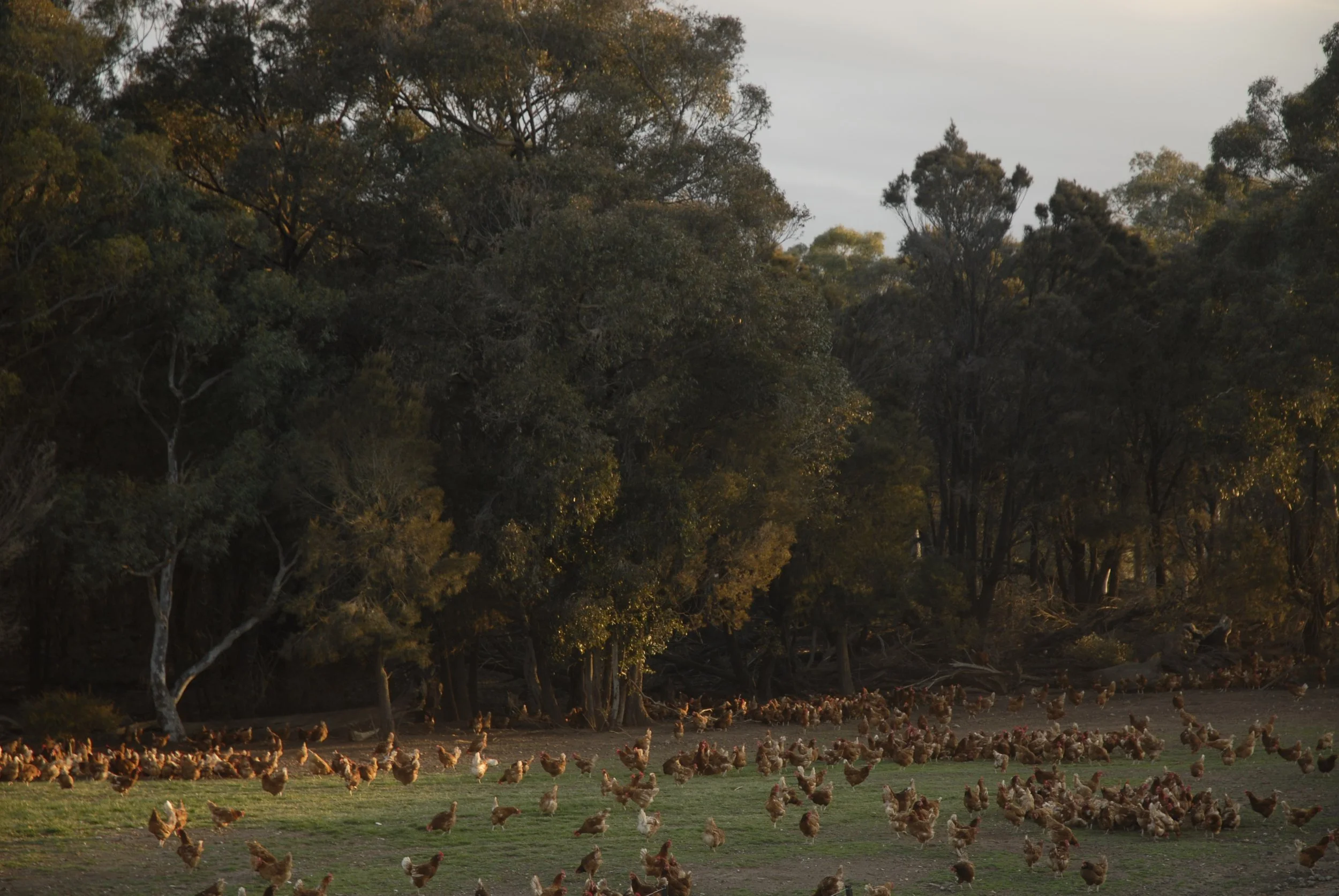 A large flock of chickens on a grassy field near a forest with tall trees during sunset or sunrise.