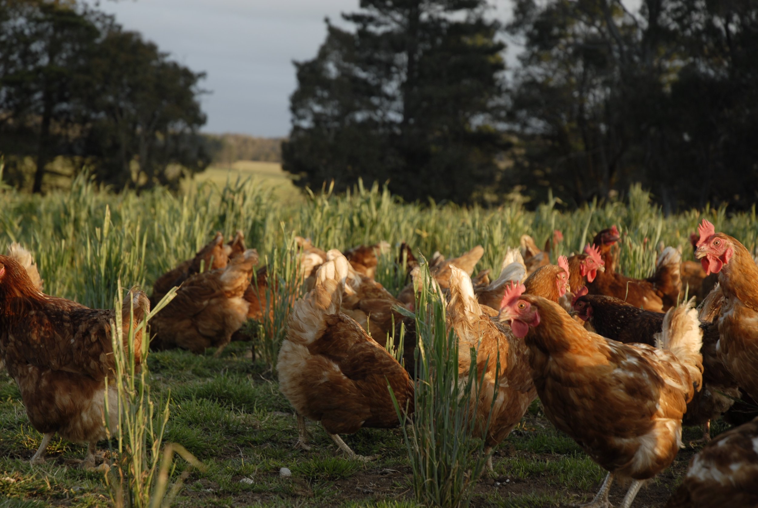 A flock of chickens in a grassy field with trees in the background during daylight.
