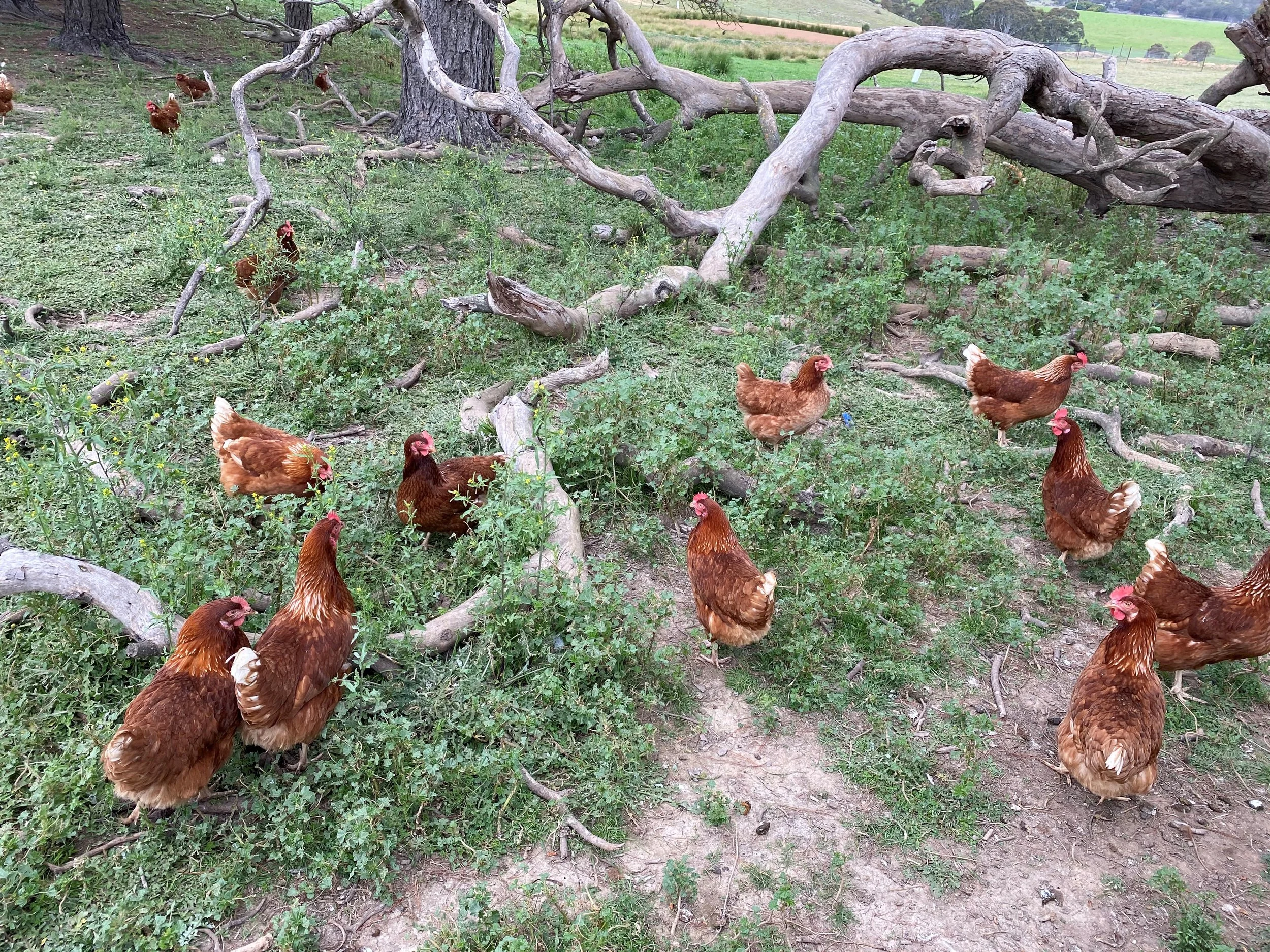 Brown chickens roaming among green grass and fallen tree branches in a pasture with trees and open fields in the background.